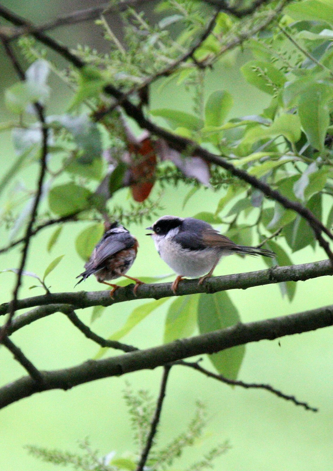 Black-throated Bushtit (Aegithalos concinnus) Hongcun Village, Anhui China (18).JPG