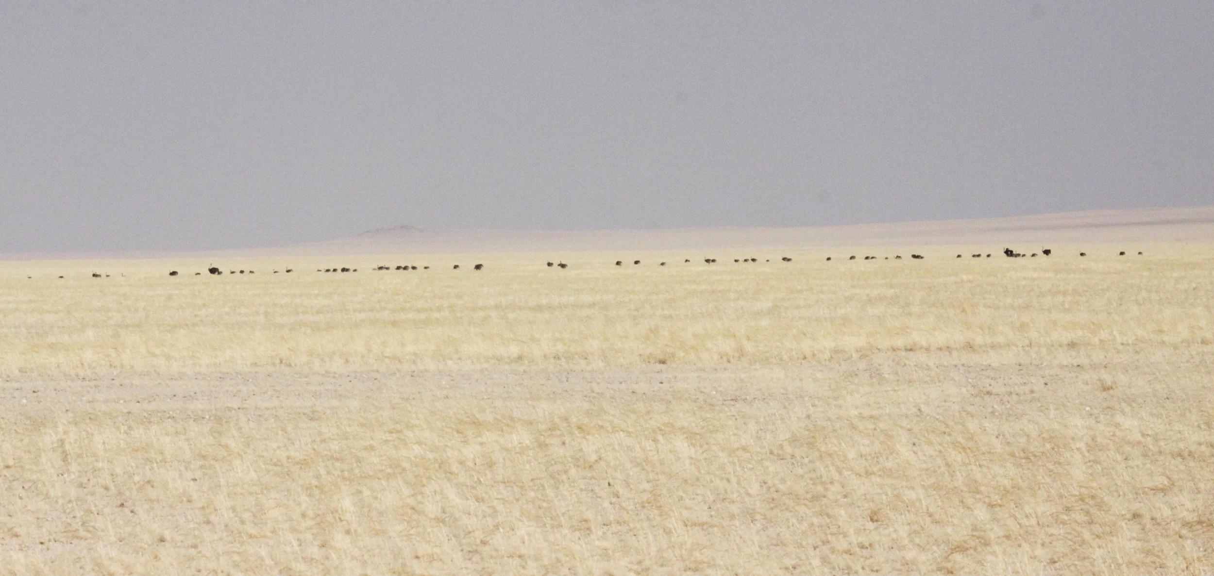 SOSSUSVLEI, NAMIB NAUKLUFT NATIONAL PARK, NAMIBIA - SCENERY (2).JPG