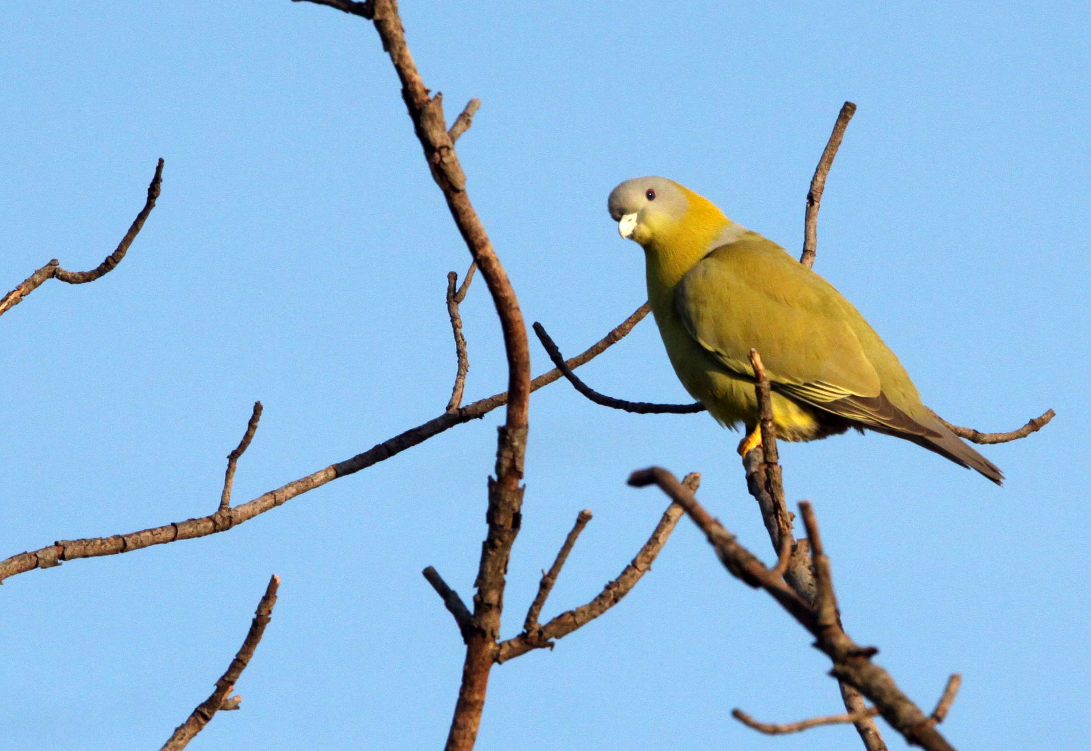 Yellow-footed Green Pigeon (Treron phoenicopterus) Gir Forest Sasan Gir Gujarat India (3).JPG