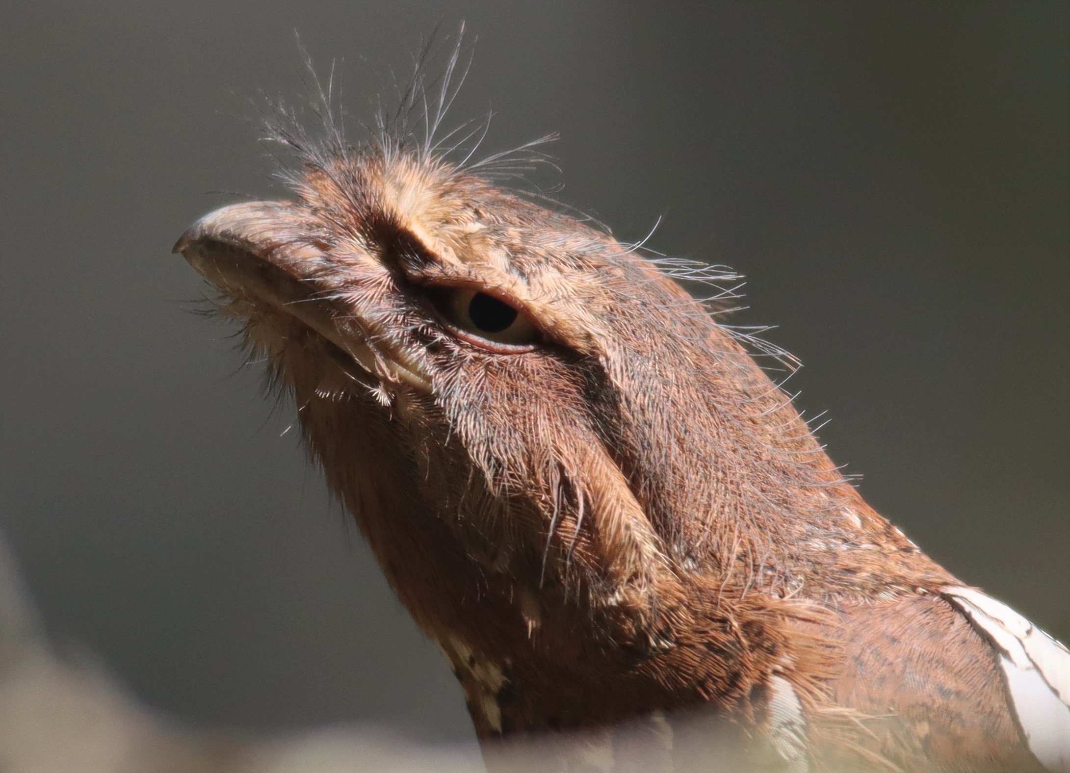 FROGMOUTH - BLYTH'S FROGMOUTH - Batrachostomus affinis - KRUNG CHING CAMPGROUNDS KHAO LUANG NP (23).jpg