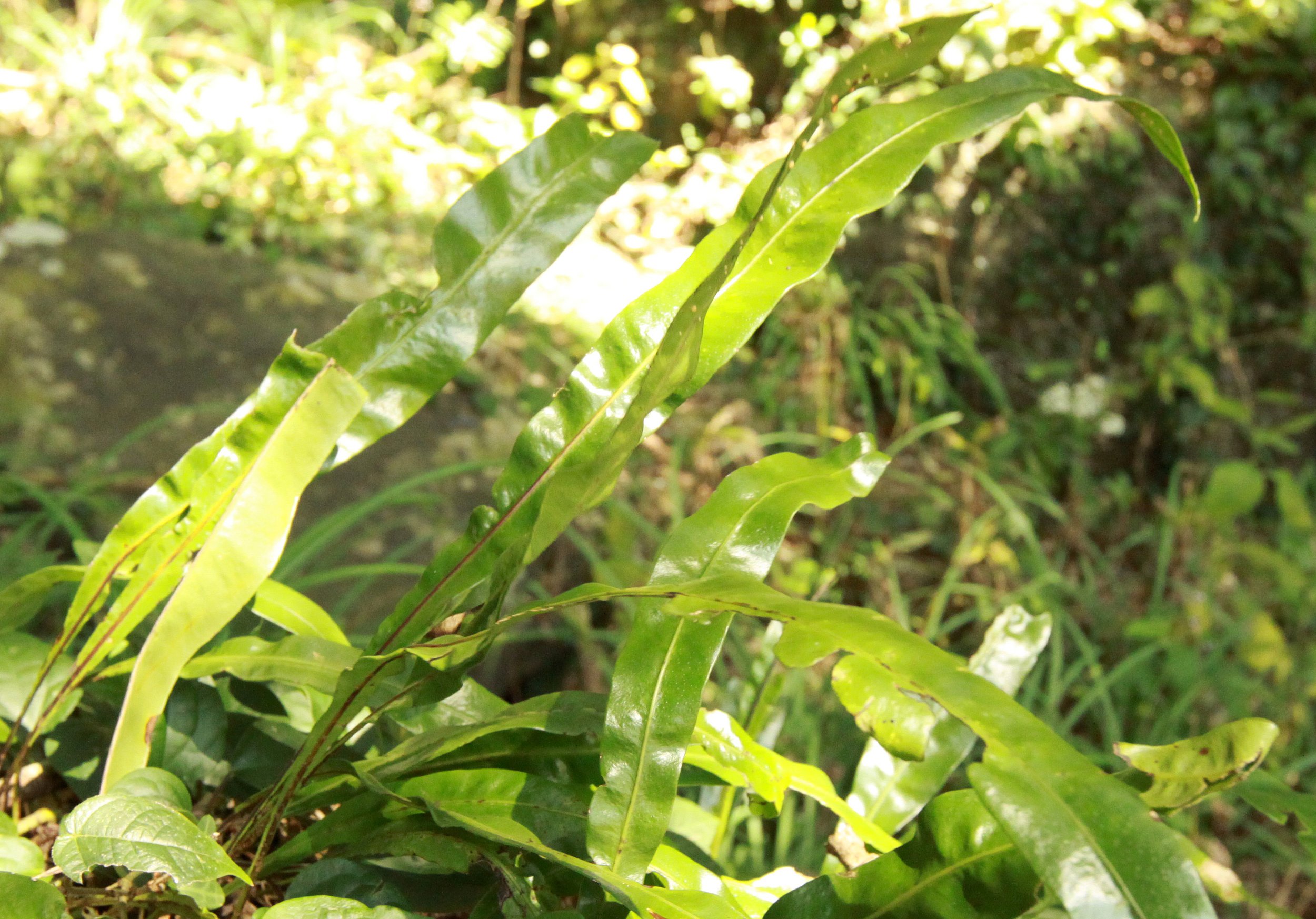 CHINESE YEW RESERVE - FUJIAN CHINA (41).JPG