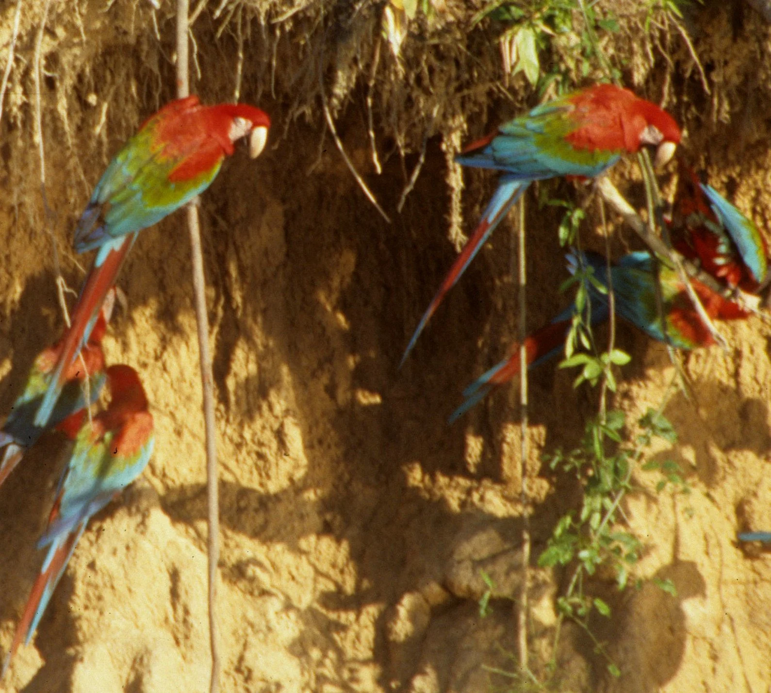 BIRD - MACAW - MANU NP PERU (2).jpg
