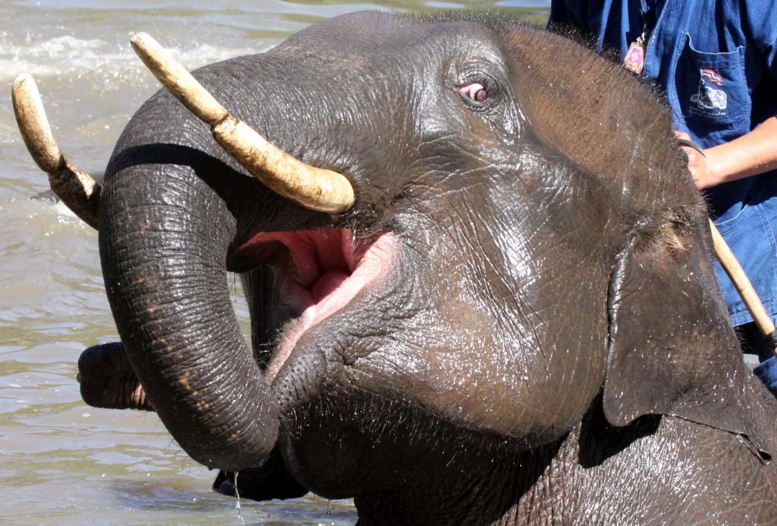 2008 Lampang City & Elephant Center (102).JPG