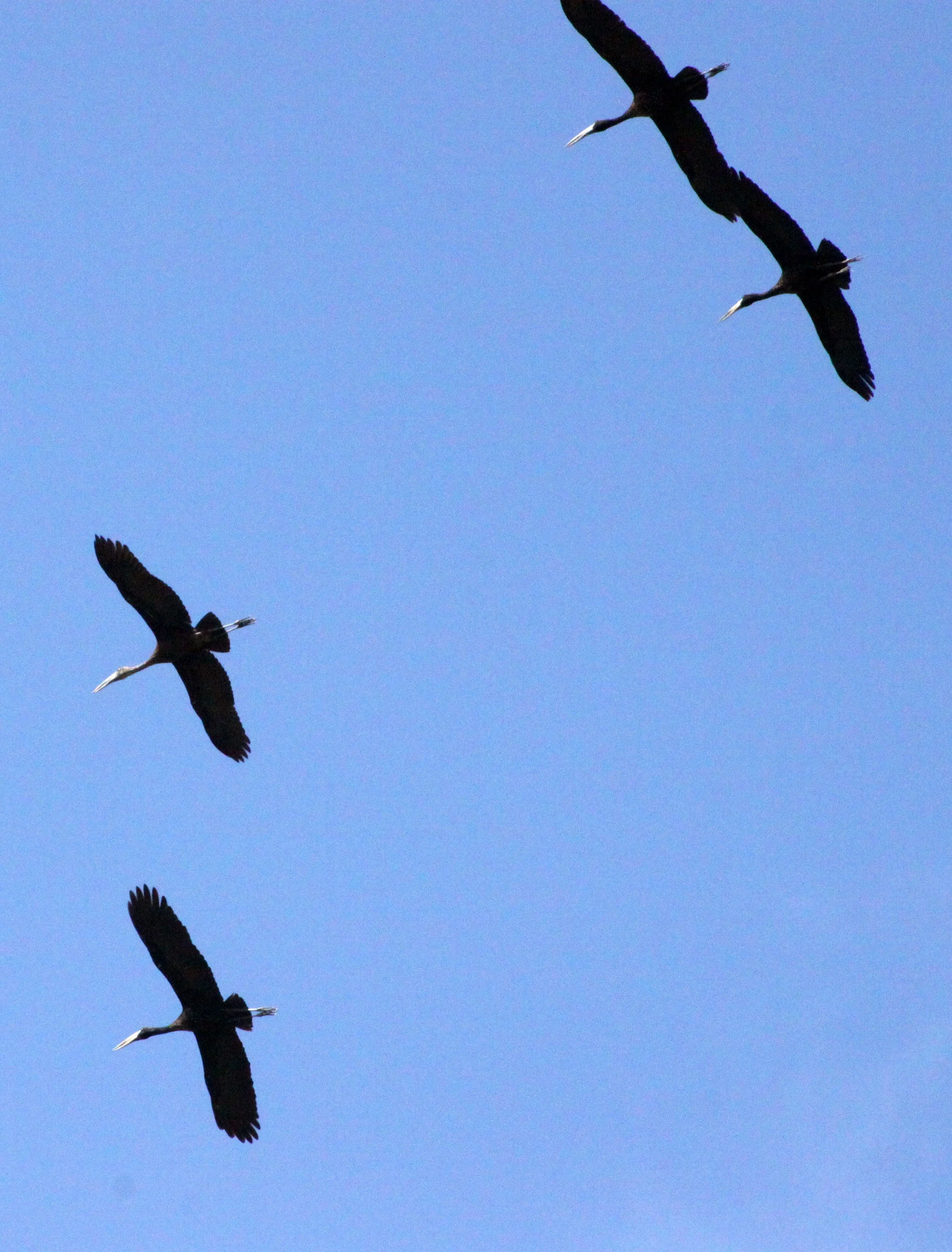 STORK - AFRICAN OPENBILL STORK - Anastomus lamelligerus - BALE MOUNTAINS NATIONAL PARK ETHIOPIA (14).JPG