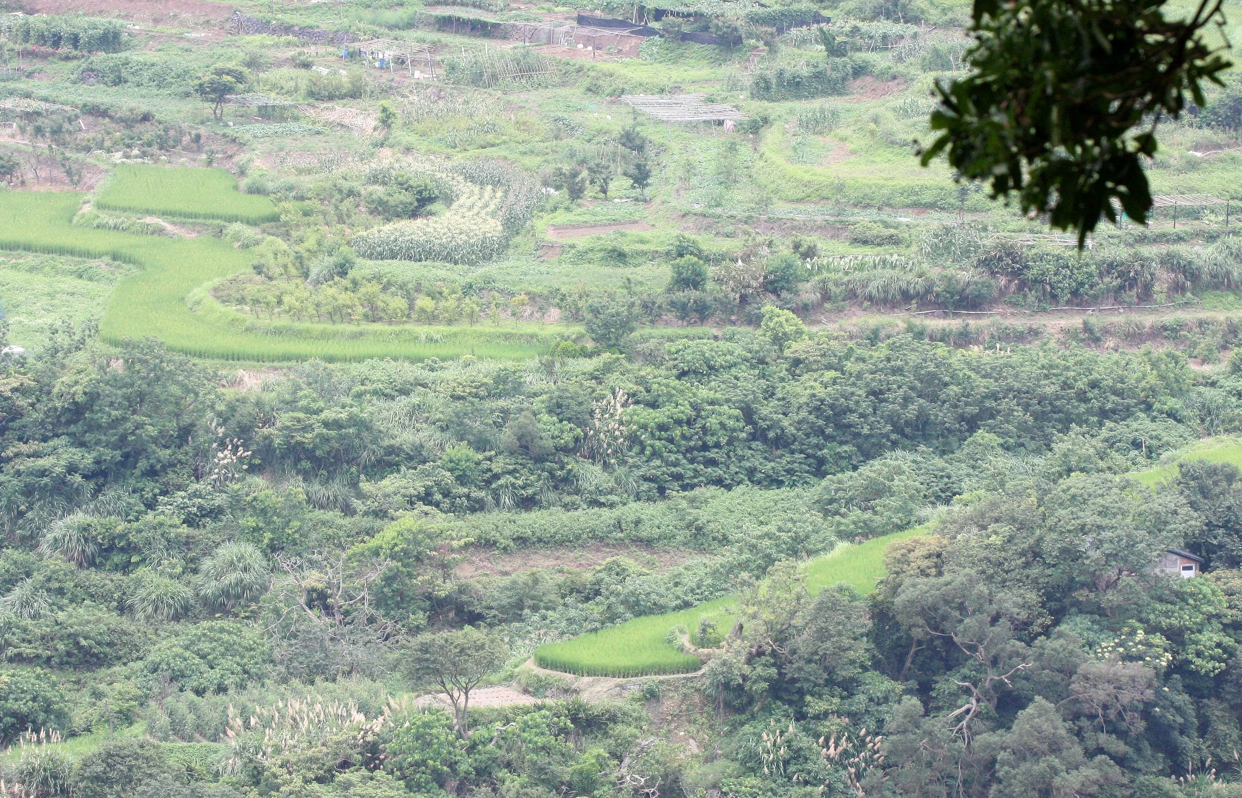 TAIPEI - MACAQUE TRAIL - LOOKING FOR FORMOSAN MACAQUE (8).JPG