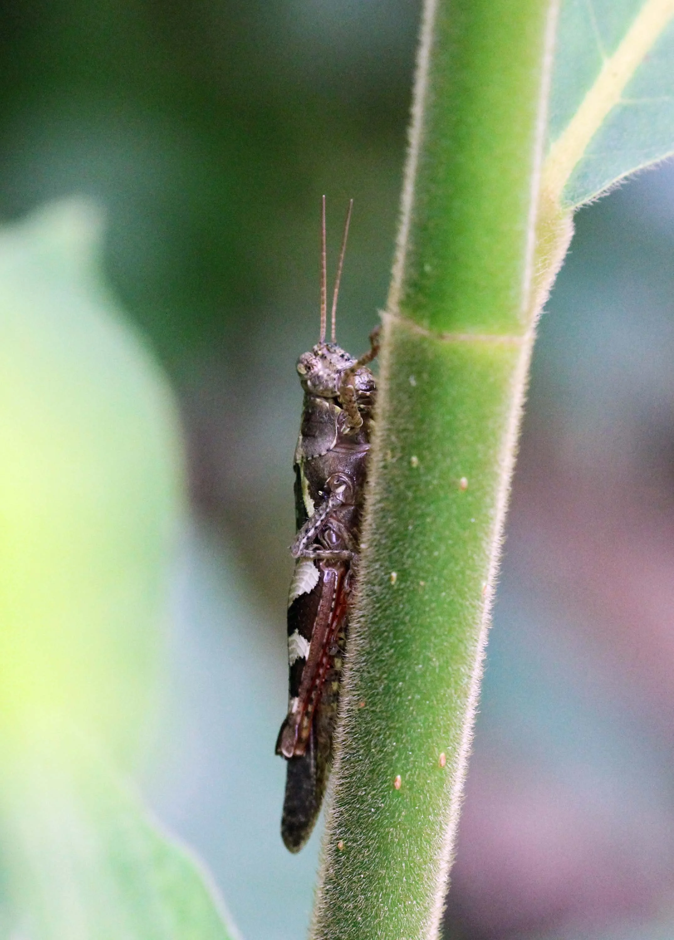 Erianthus serratus - Koh Lanta, Thailand 