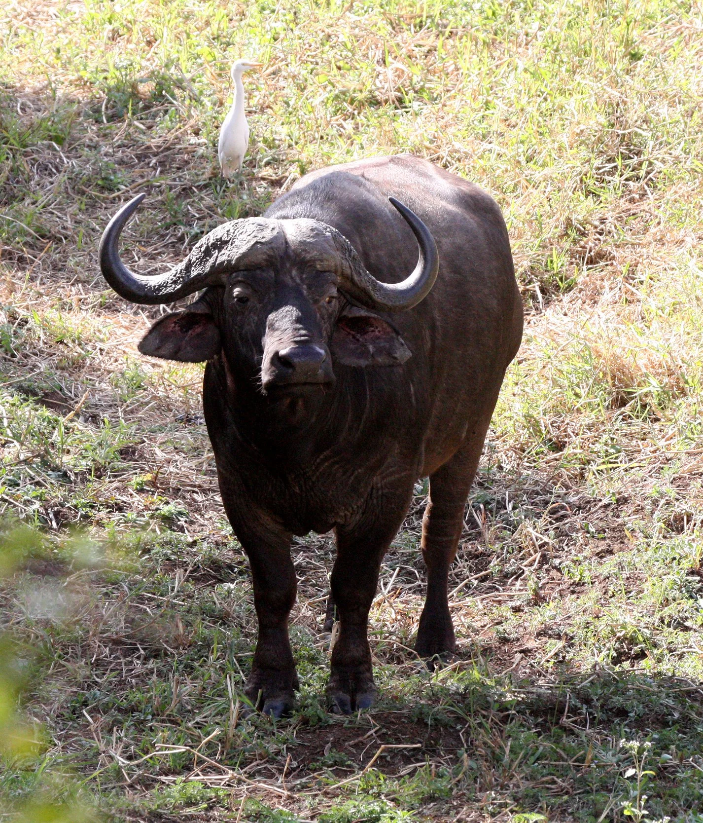 BUFFALO - CAPE BUFFALO - Syncerus caffer - IMFOLOZI NATIONAL PARK SOUTH AFRICA (2).JPG