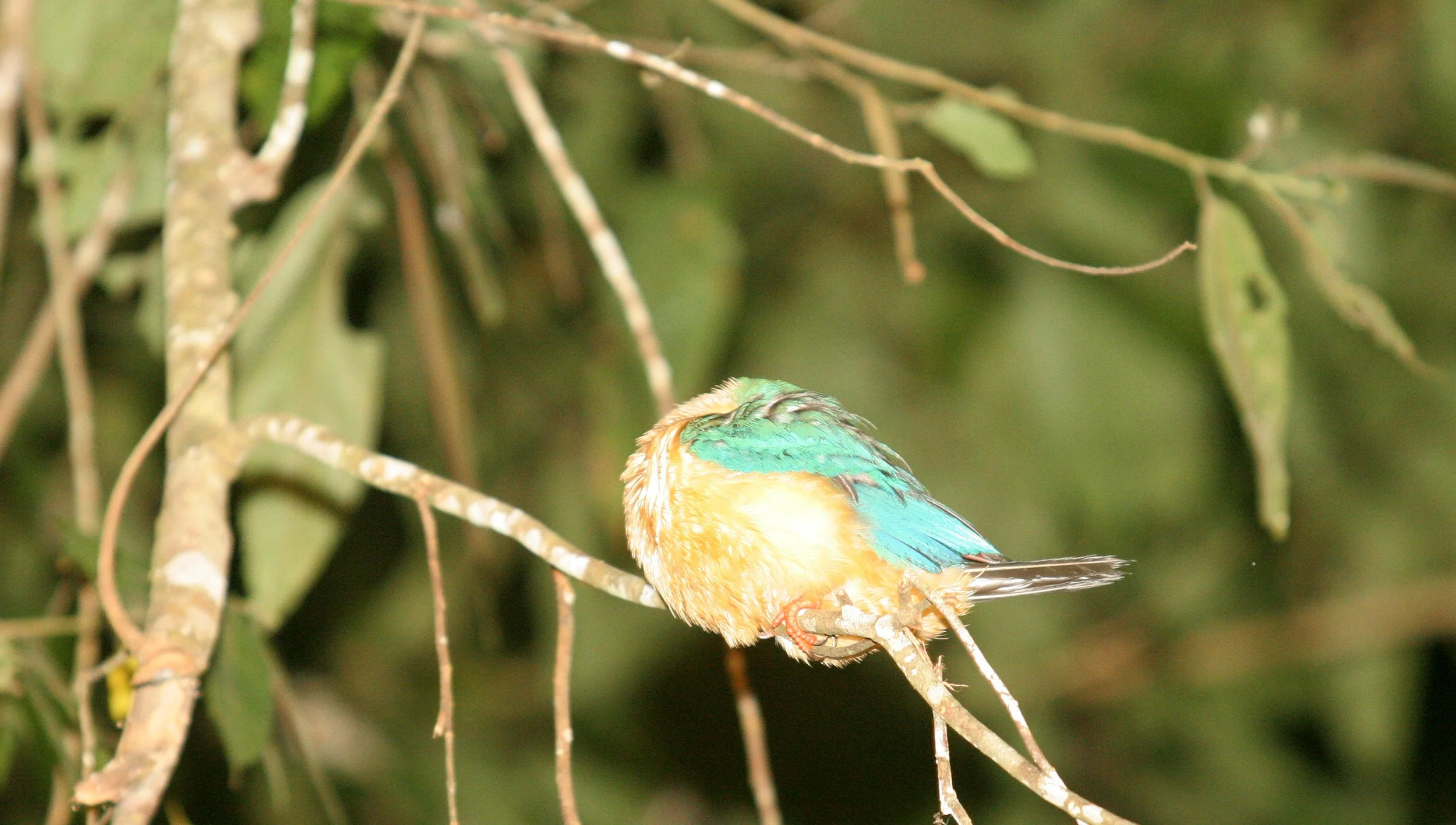Pelargopsis capensis - STORK-BILLED KINGFISHER - KINABATANGAN RIVER BORNEO (14).JPG