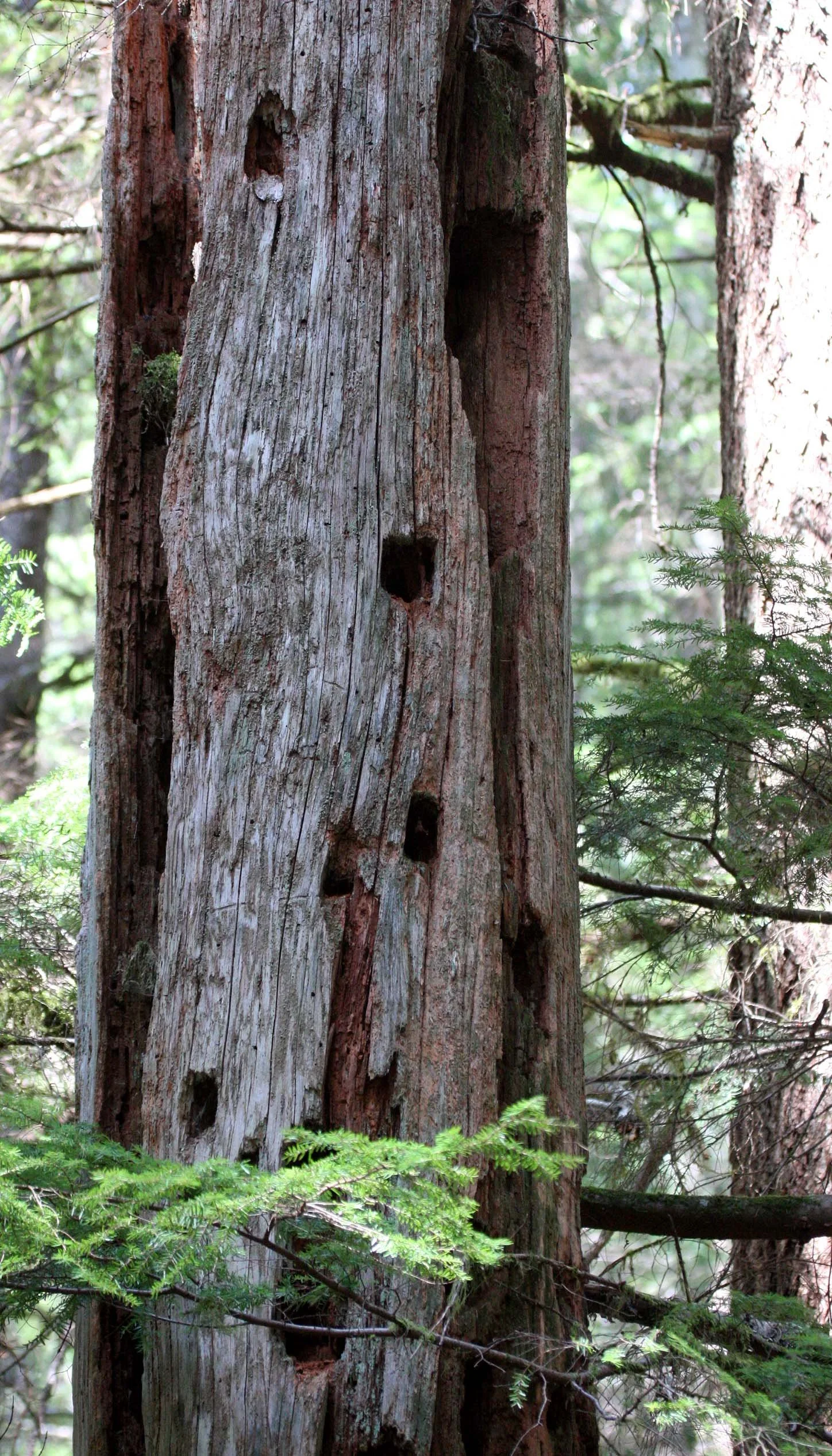 BIRD - WOODPECKER - PILEATED WOODPECKER SIGN - ELWHA VALLEY WA.JPG