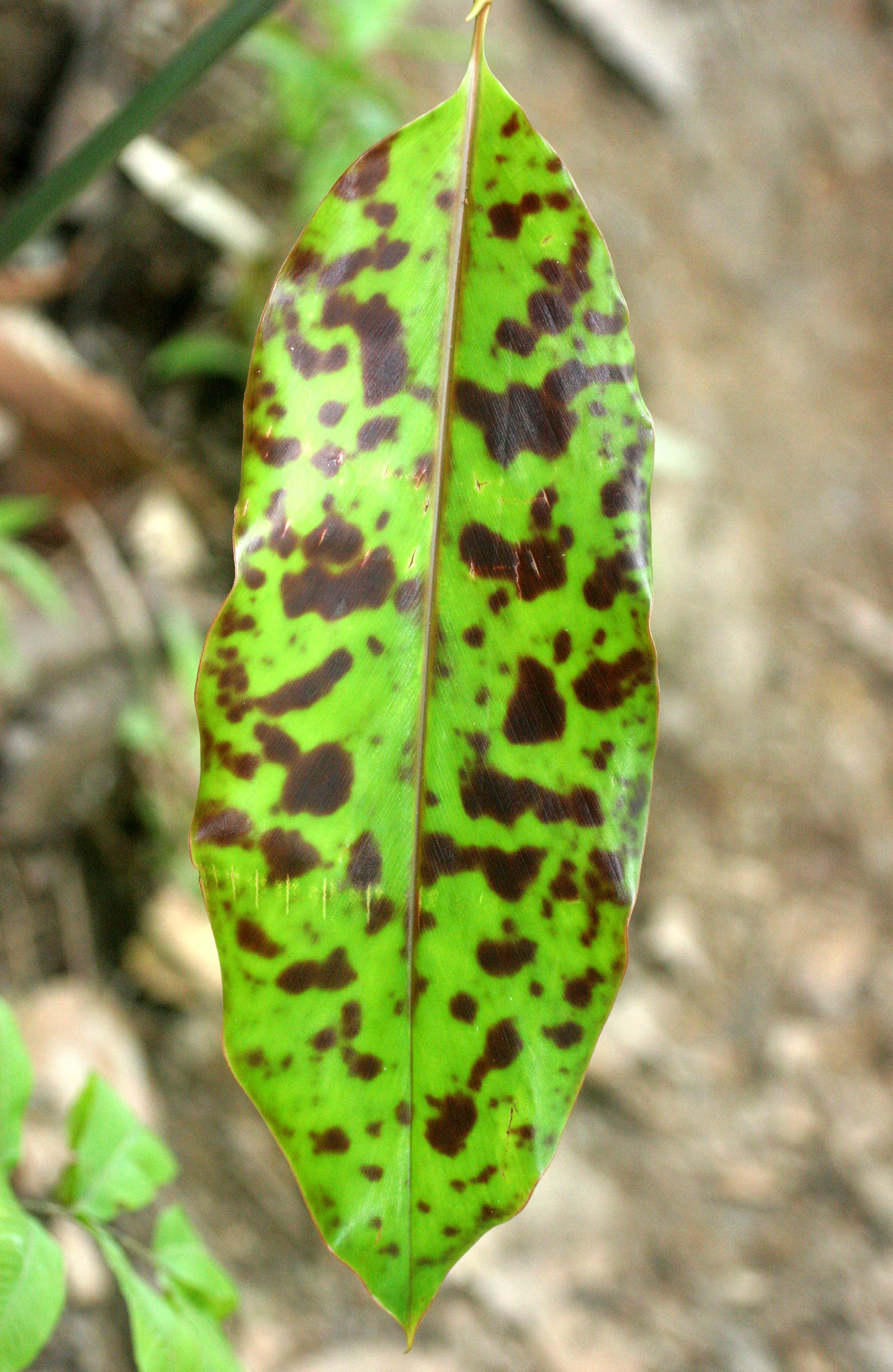 TABIN WILDLIFE RESERVE BORNEO - PLANT SPECIES K.JPG