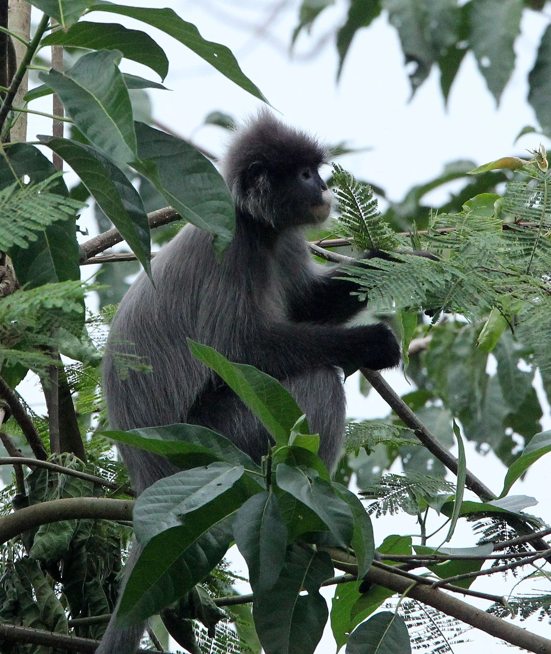 CERCOPITHECIDAE - Trachypithecus crepusculus - INDOCHINESE GRAY LANGUR - HUAI KHA KHAENG WILDLIFE RESERVE - KHAO BAN DAI STATION - THAILAND (25).JPG