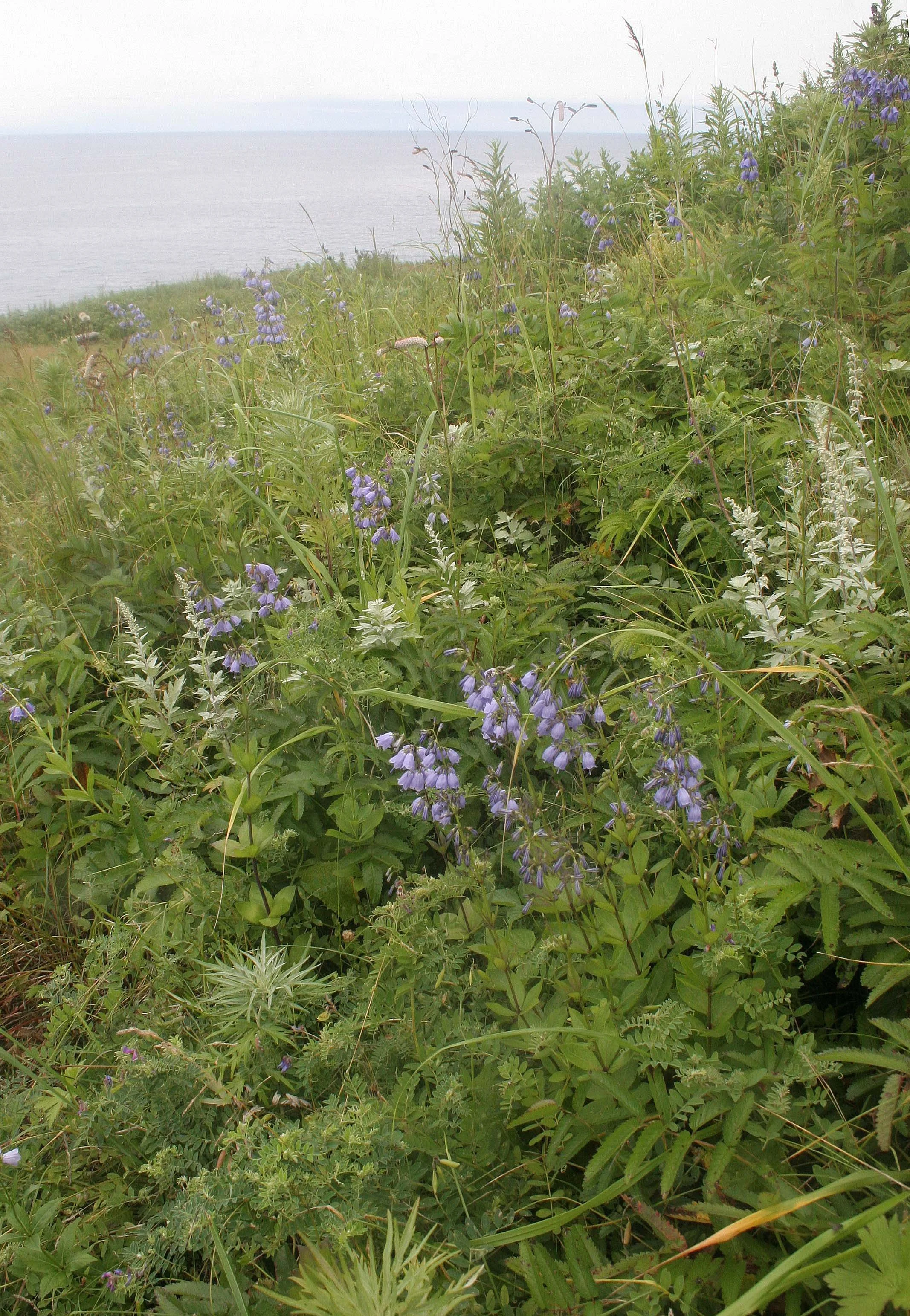 KURIL ISLANDS - FLORA  (82).jpg