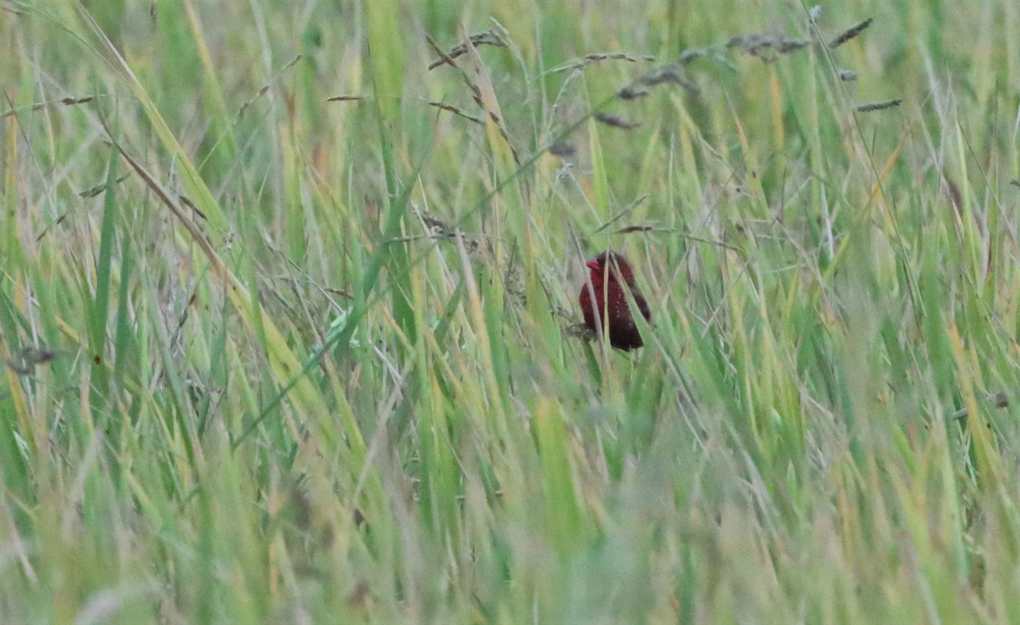 RED AVADAVAT - Amandava amandava - LAT KRABANG WETLANDS - ID ONLY (14).jpg