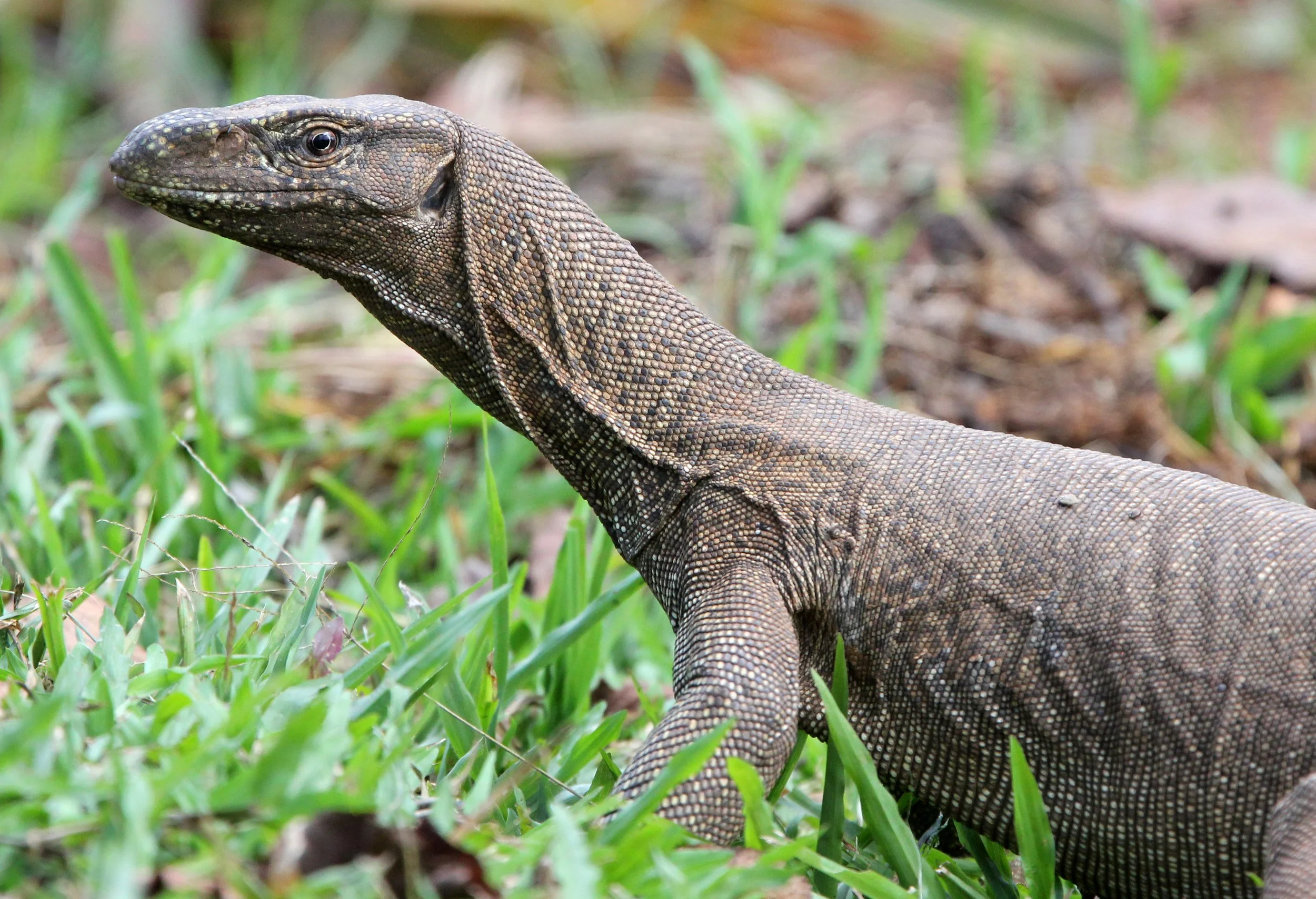 Family Varanidae - Monitor Lizards — Coke Smith Wildlife