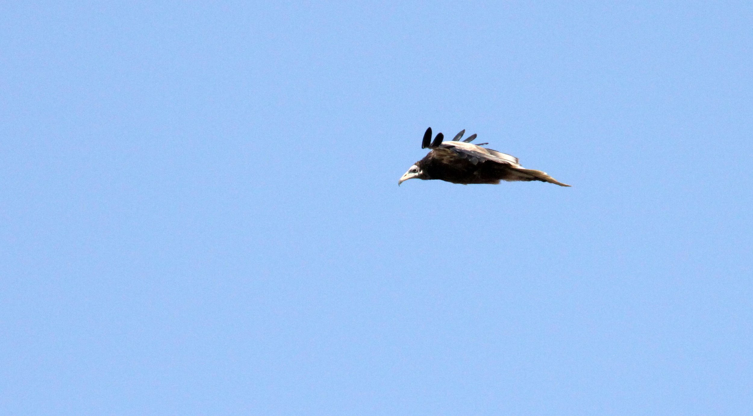 Gyps fulvus - GRIFFON (EUROPEAN GRIFFON) VULTURE - NEAR AHMEDABAD GUJARAT INDIA (8).JPG