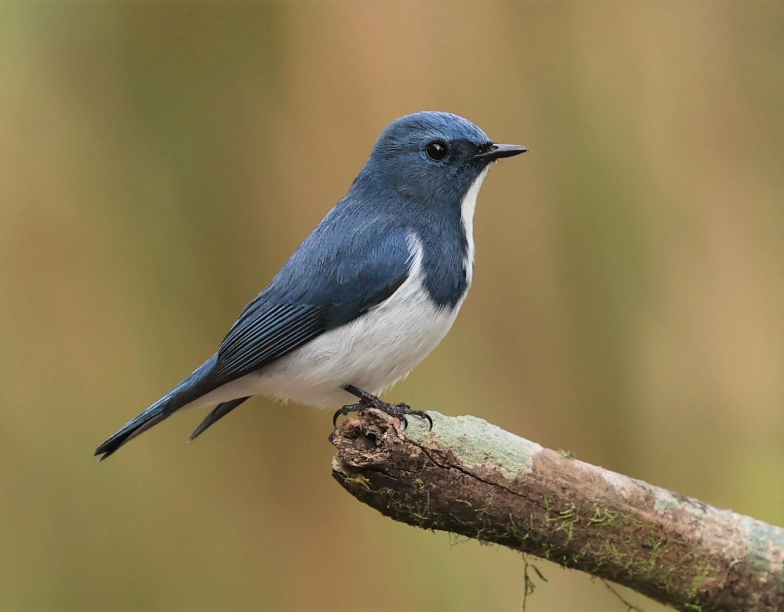 FLYCATCHER - ULTRAMARINE FLYCATCHER - Ficedula superciliaris - DOI LANG WEST, DOI PHA HOM POK NP, CHIANG MAI DEC 2021 (33).jpg
