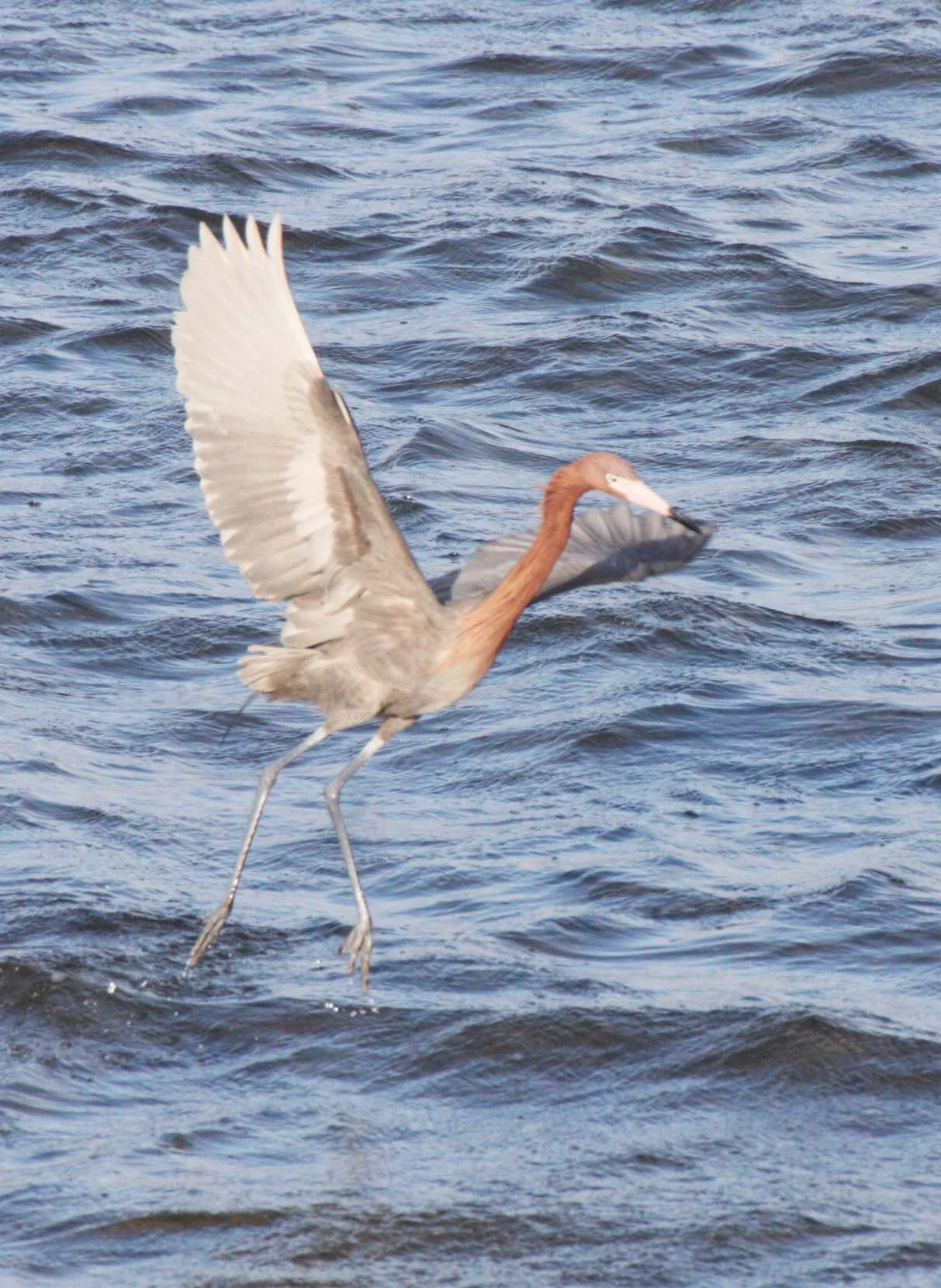 EGRET - REDDISH EGRET - Egretta rufescens - SAN IGNACIO LAGOON BAJA MEXICO (39).JPG