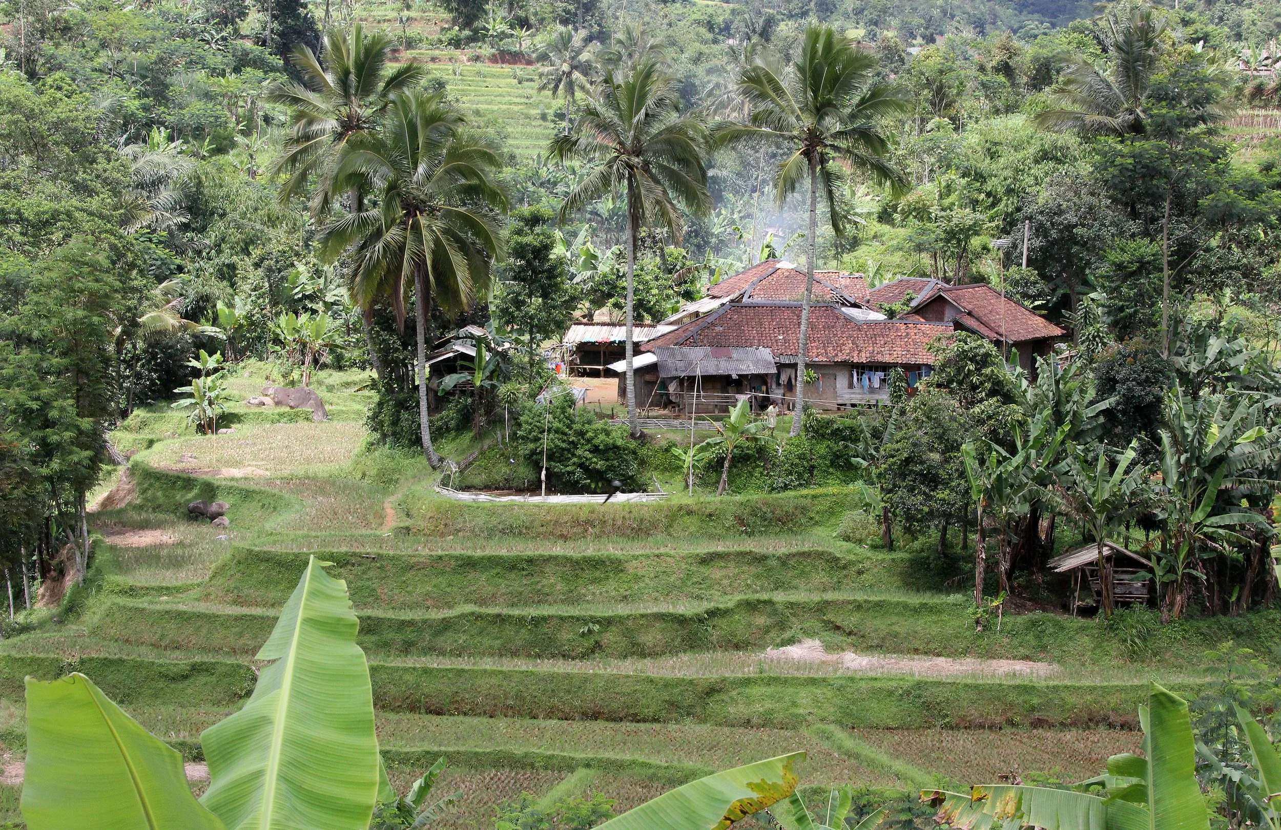 HALIMUN NATIONAL PARK - JAVA BARAT INDONESIA (3).JPG