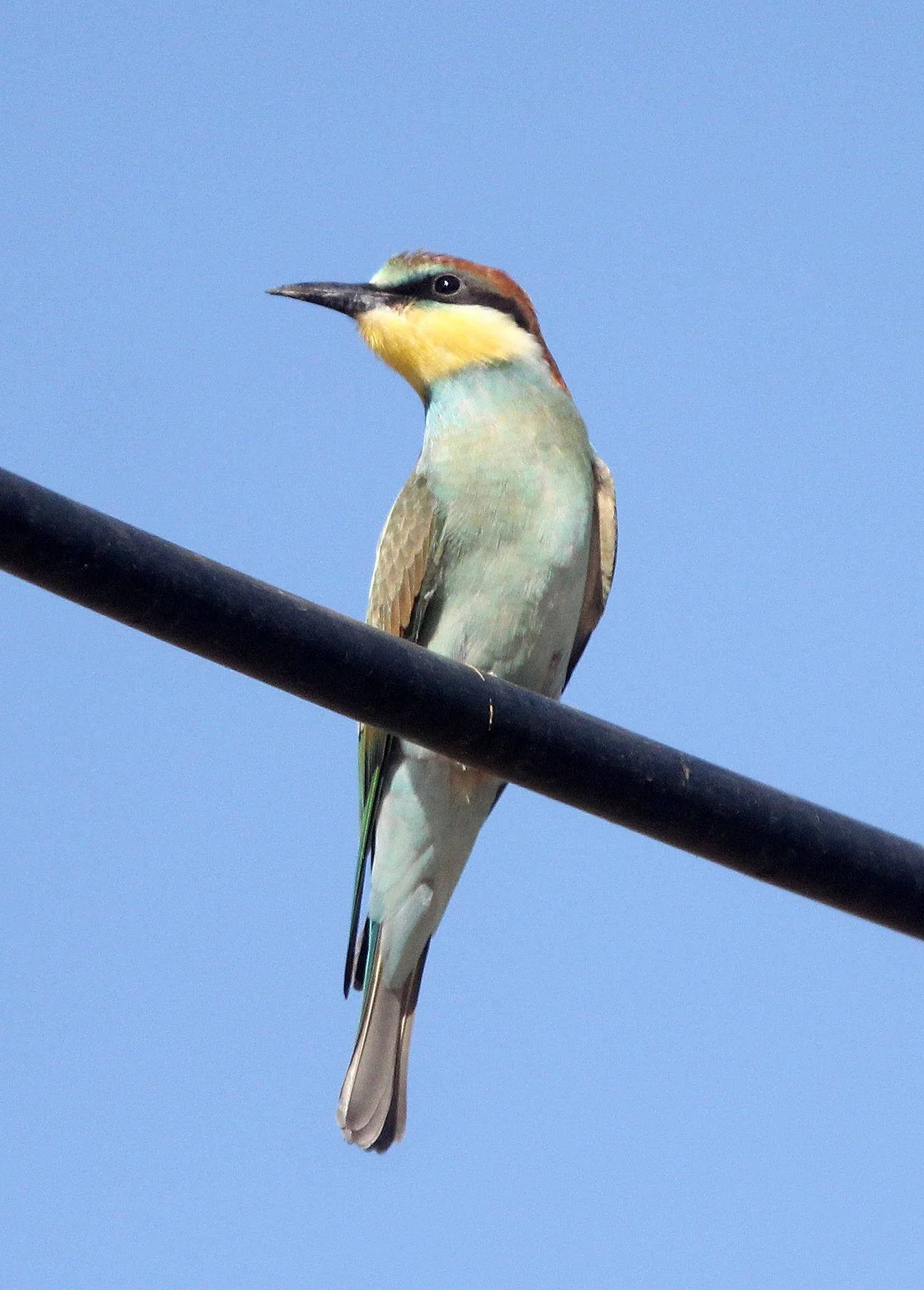 BIRD - BEE EATER - EUROPEAN BEE-EATER - SIERRA DE ANDUJAR SPAIN (5).JPG