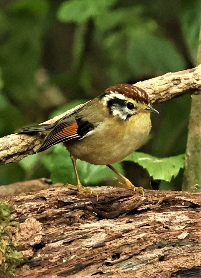 FULVETTA - RUFOUS-WINGED FULVETTA - Schoeniparus castaneceps - DOI PHA HOM POK NP DOI LANG EAST FEB 2022 (8).jpg