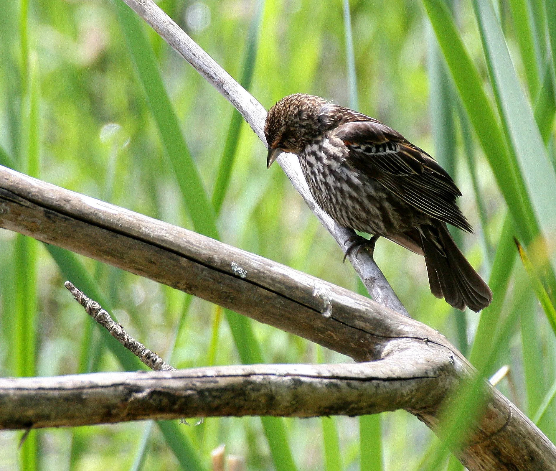 Red-winged Blackbird (Agelaius phoeniceus) Ridgefield NWR Washington (2).JPG