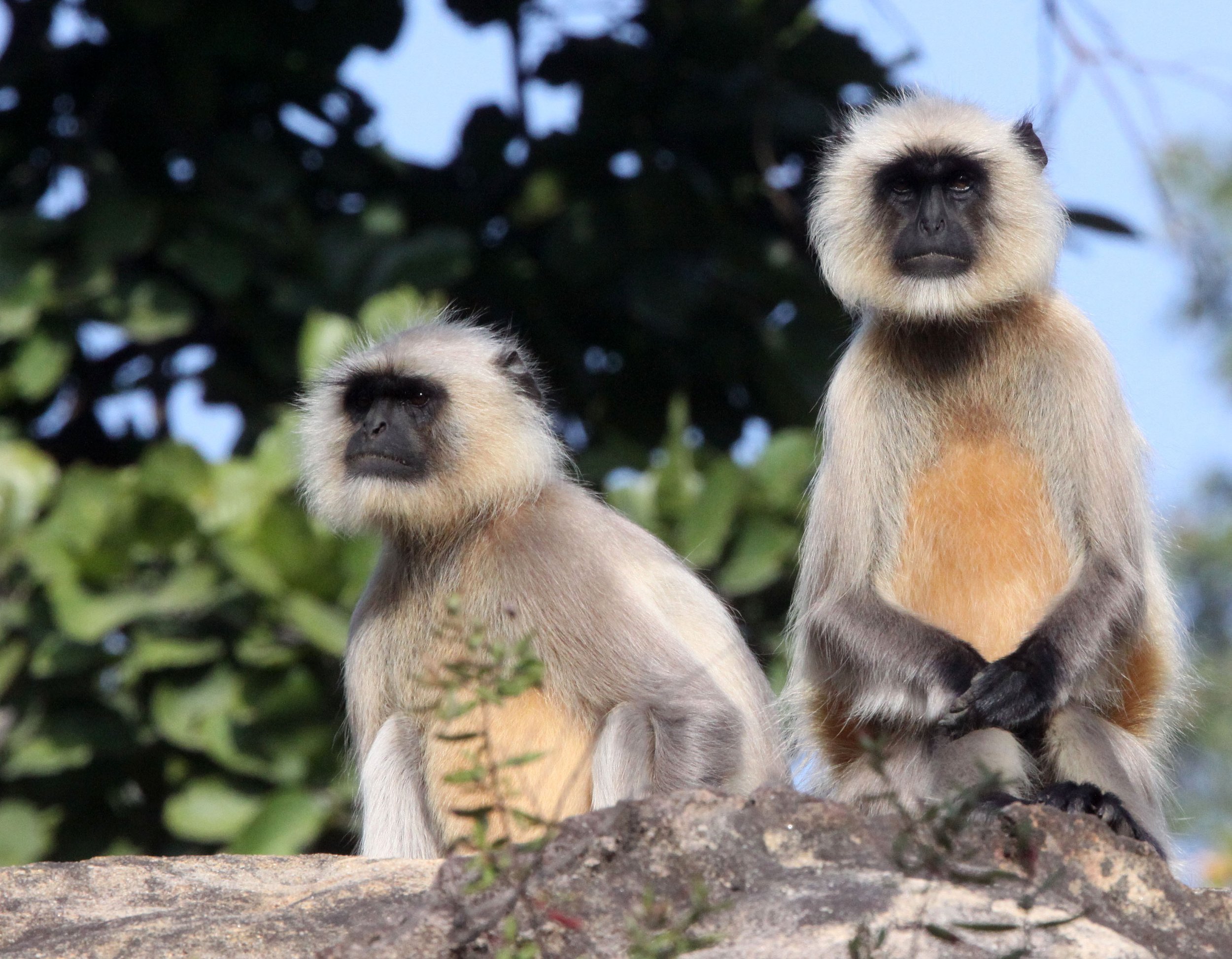 CERCOPITHECIDAE - Semnopithecus entellus - BENGAL SACRED (HANUMAN NORTHERN PLAINS GREY) LANGUR - BANDHAVGAR NATIONAL PARK MADHYA PRADESH INDIA (33).JPG