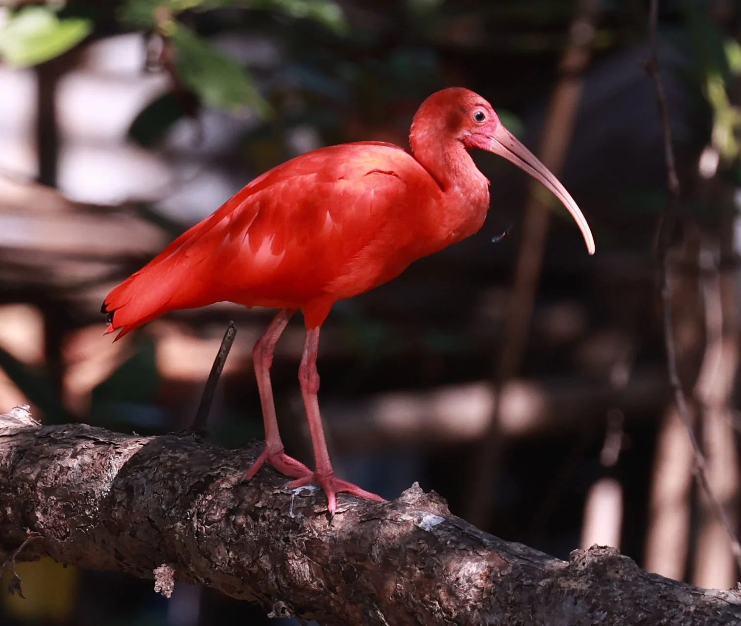 Ibis - Scarlet Ibis - Eudocimus ruber - 29 Songkaow Cafe, Chachoengsao Thailand (75).jpg
