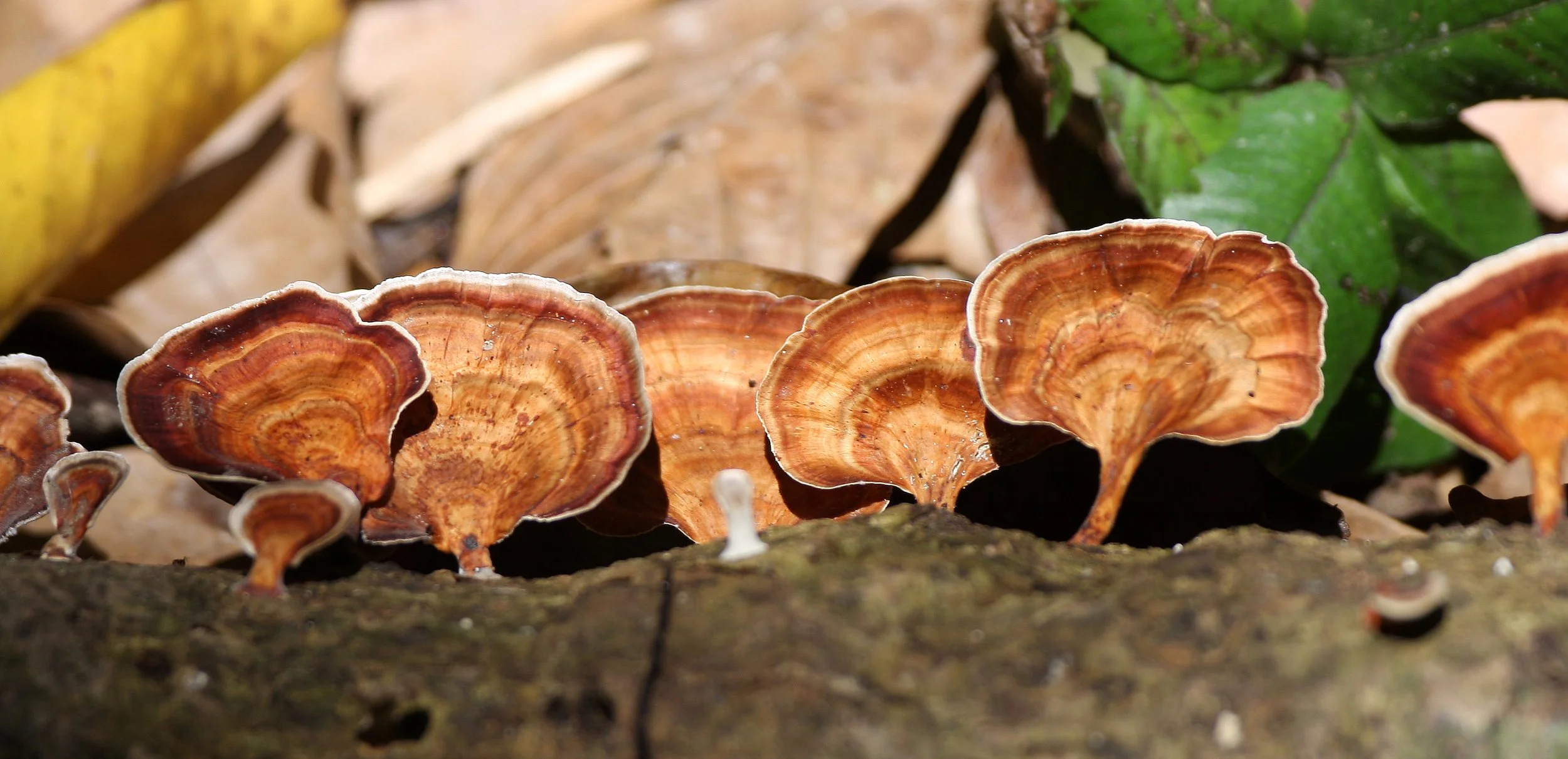 KRUNG CHIN NP THAILAND - FUNGUS.JPG