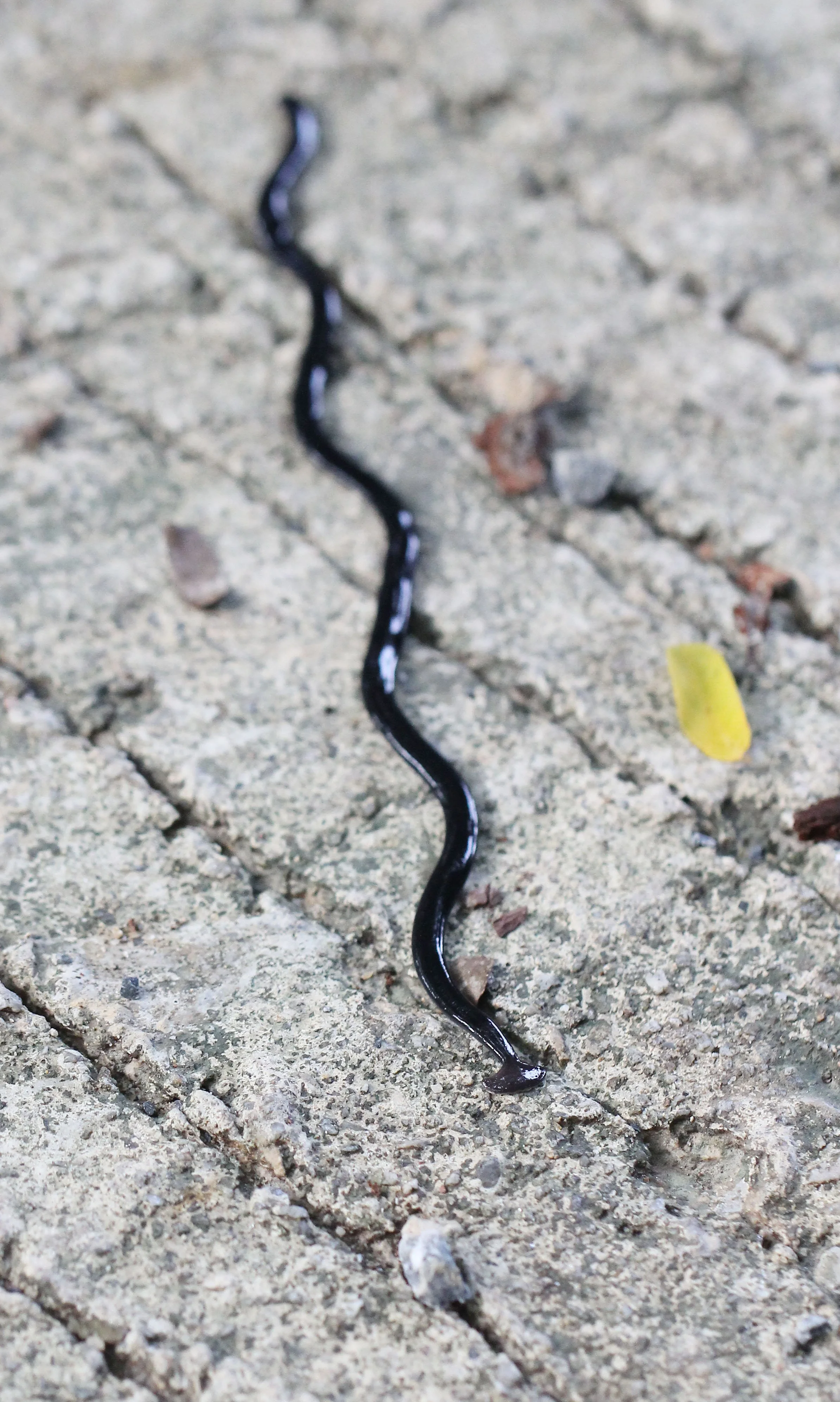 2015 Koh Lanta October Break Trip  (122).JPG