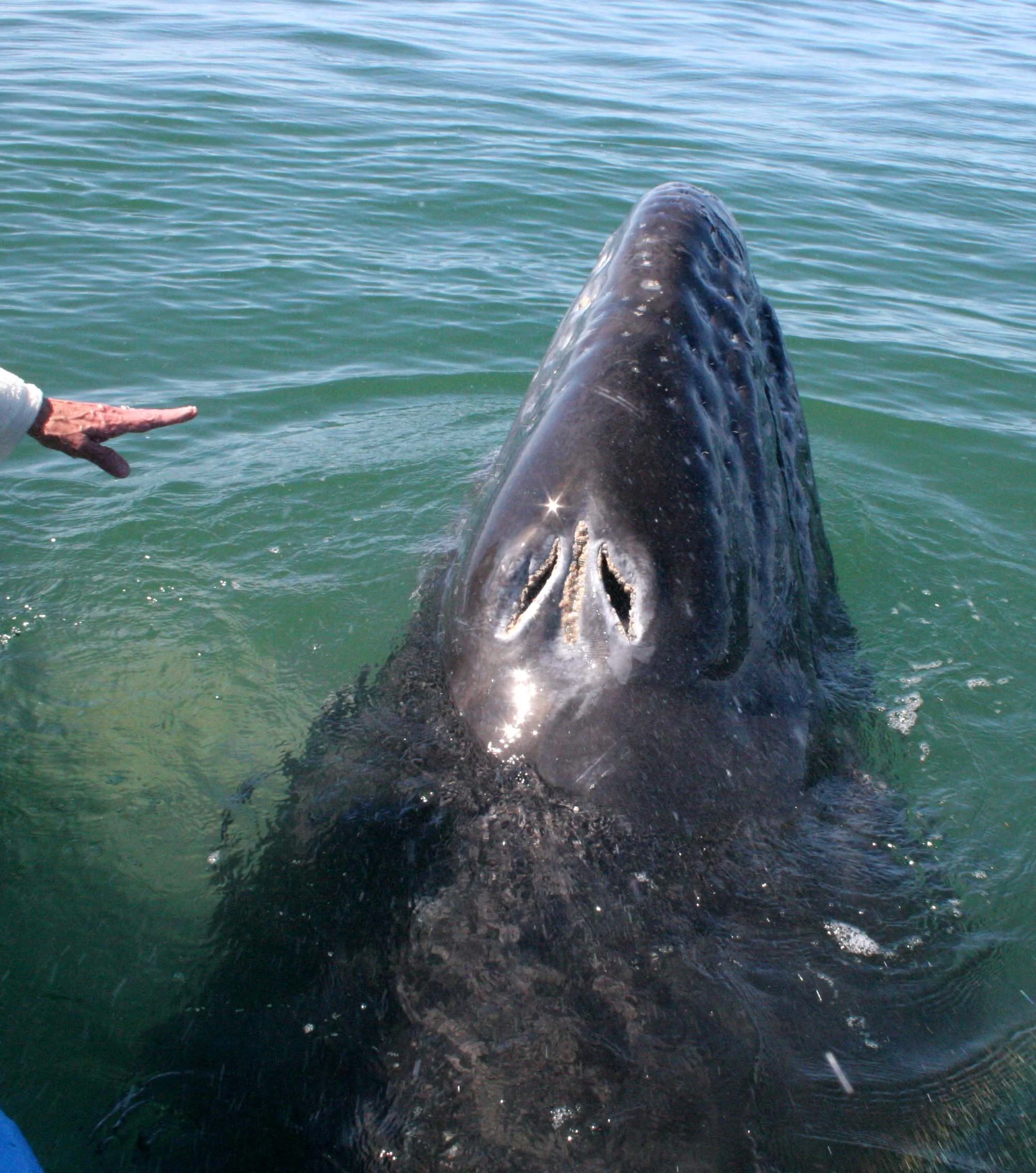 Eschrichtius robustus - GRAY WHALE - PETTING FRIENDLY WHALES - US - SAN IGNACIO LAGOON BAJA MEXICO (79).JPG