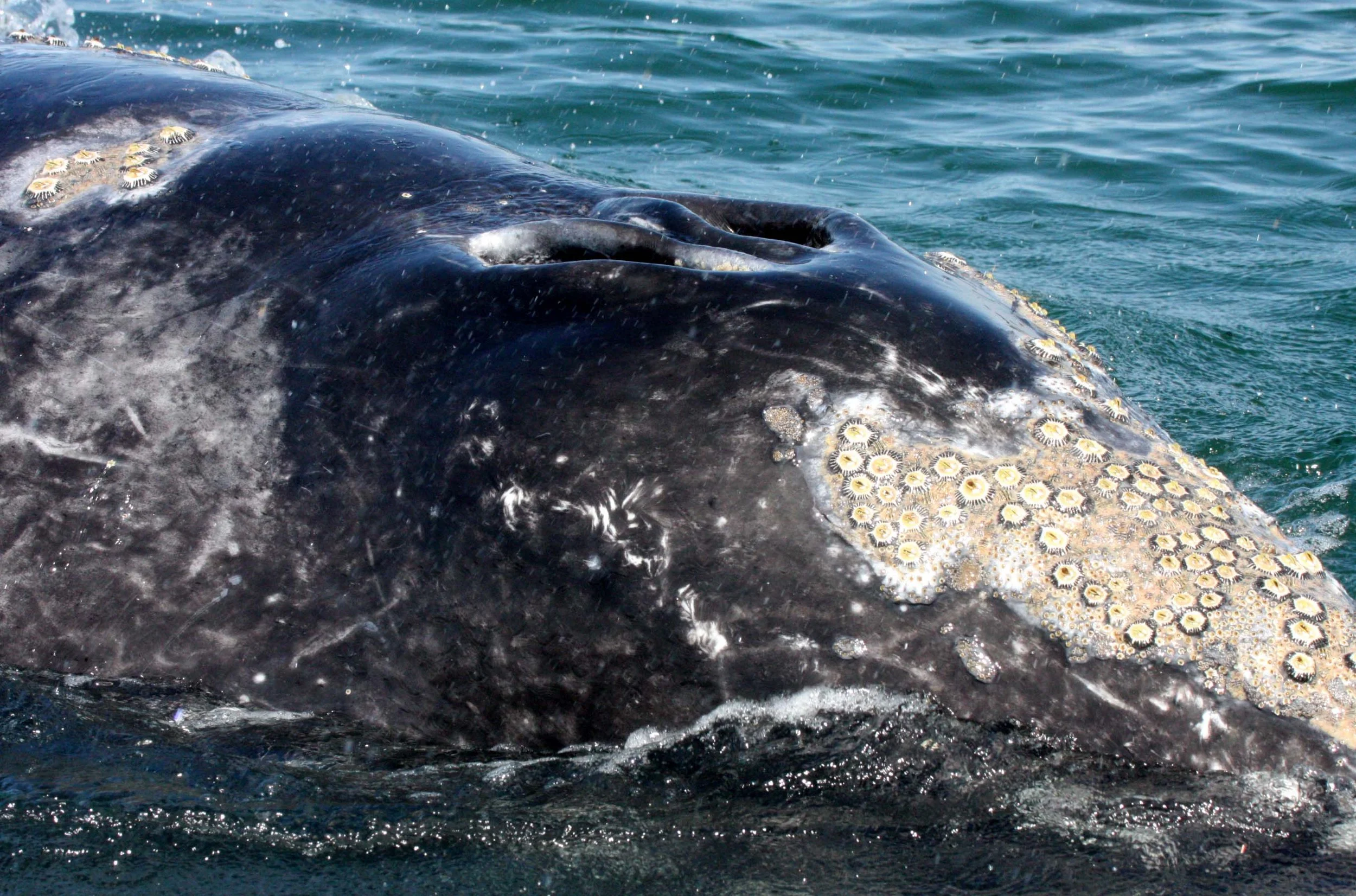 Eschrichtius robustus - GRAY WHALE - SAN IGNACIO LAGOON BAJA MEXICO (159).JPG