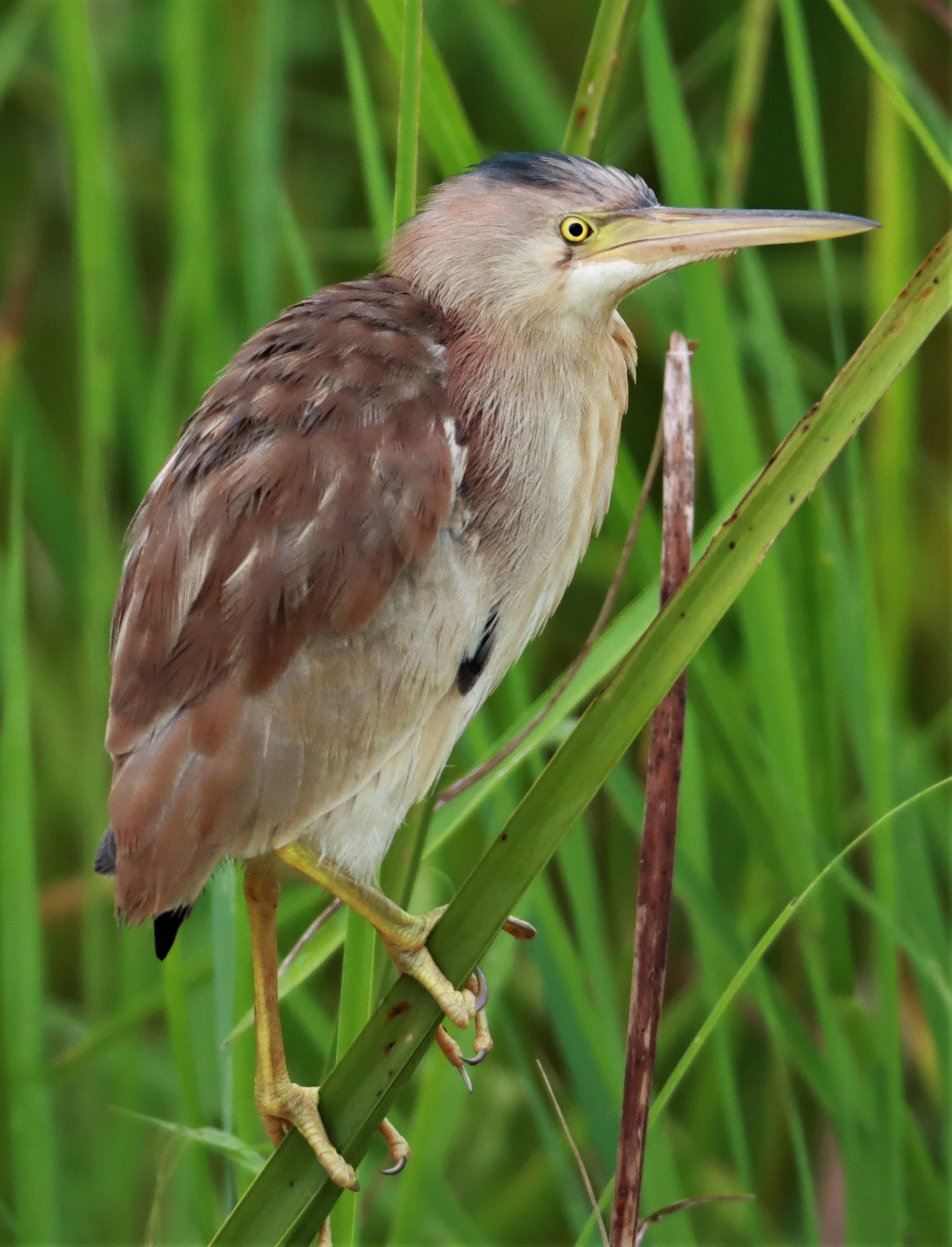 BITTERN - YELLOW BITTERN - Ixobrychus sinensis - KABIN BURI PUBLIC WETLANDS NORTH OF TOWN  (7).jpg