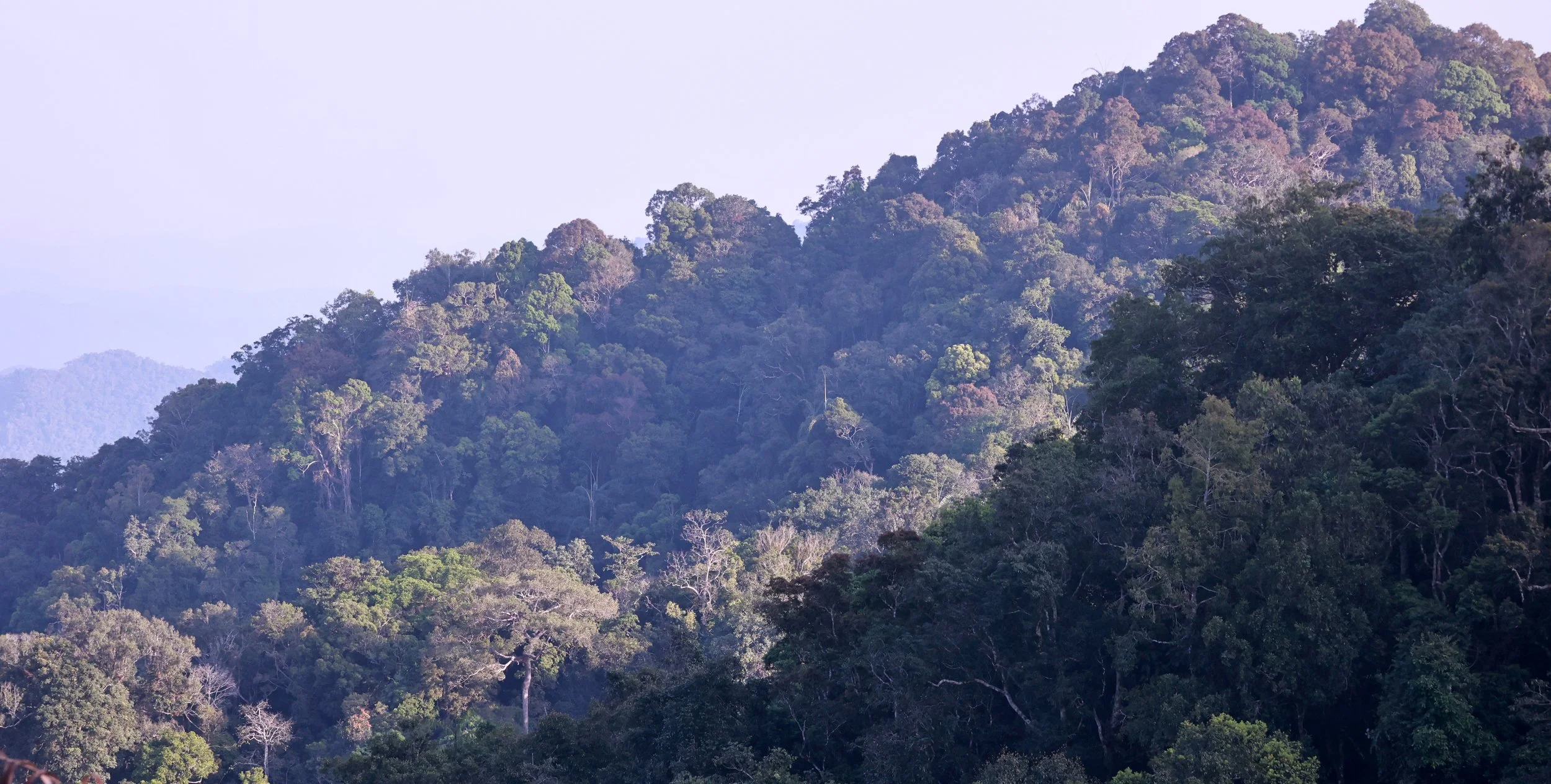 Kaeng Krachan's Tropical Evergreen Forest. At altitudes up to 1500 m, this dense, humid jungle.