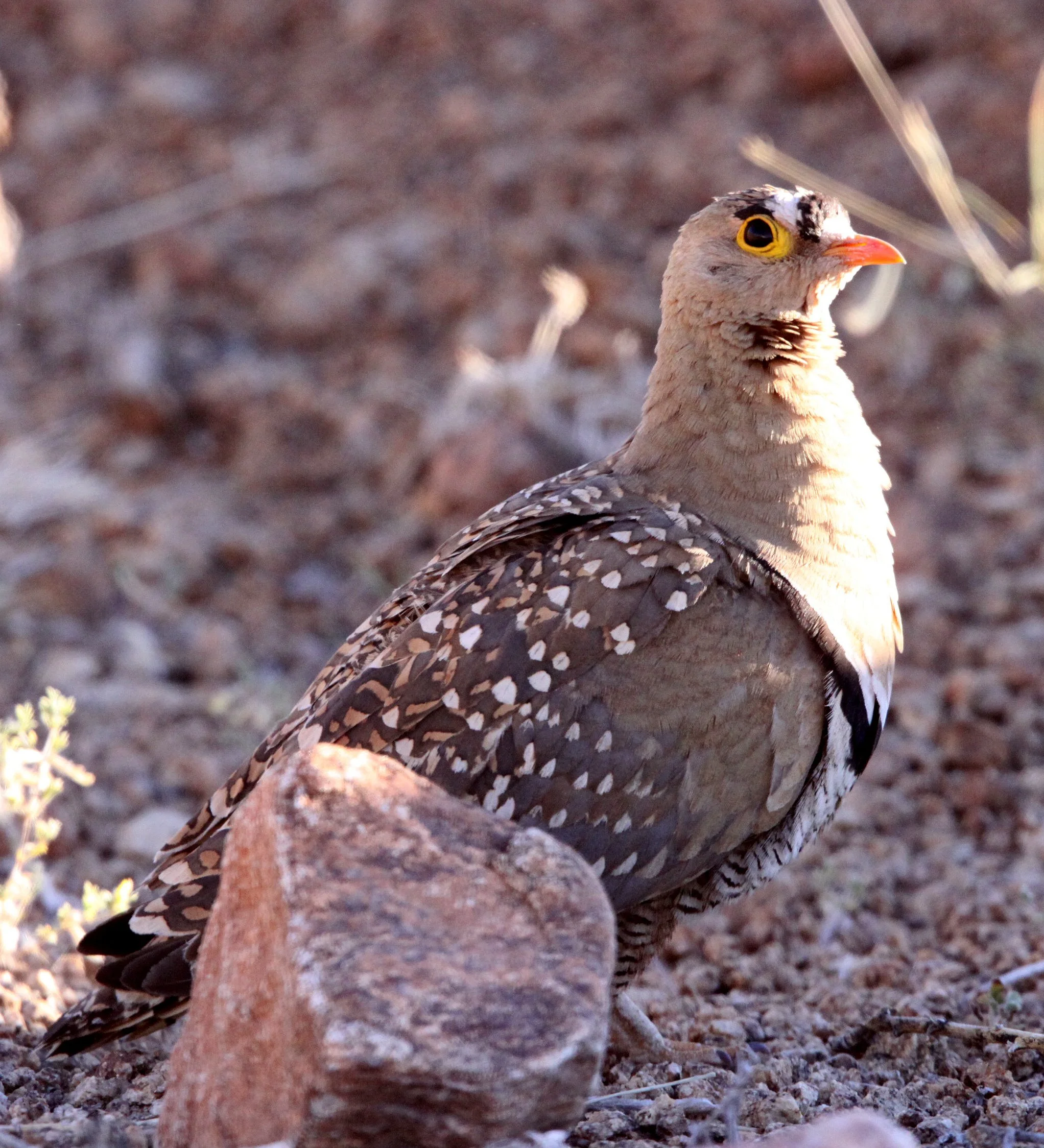 Double-banded Sandgrouse (Pterocles bicinctus) Augrabies Falls NP South Africa (6).JPG
