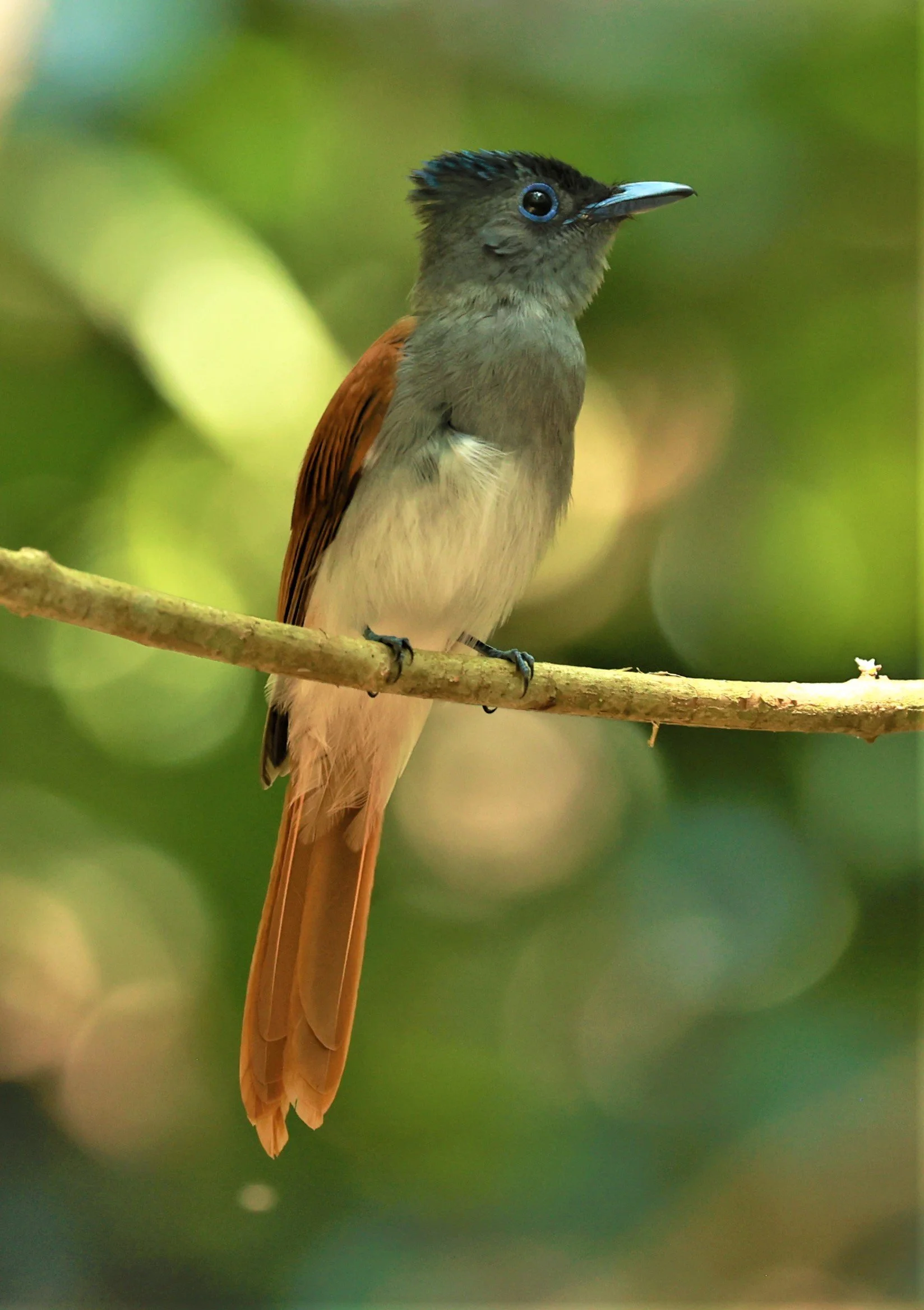 PARADISE-FLYCATCHER - BLYTH'S PARADISE-FLYCATCHER - Terpsiphone affinis - KRUNG CHING, KHAO LUANG NATIONAL PARK, THAILAND APRIL 2023 (86).jpg