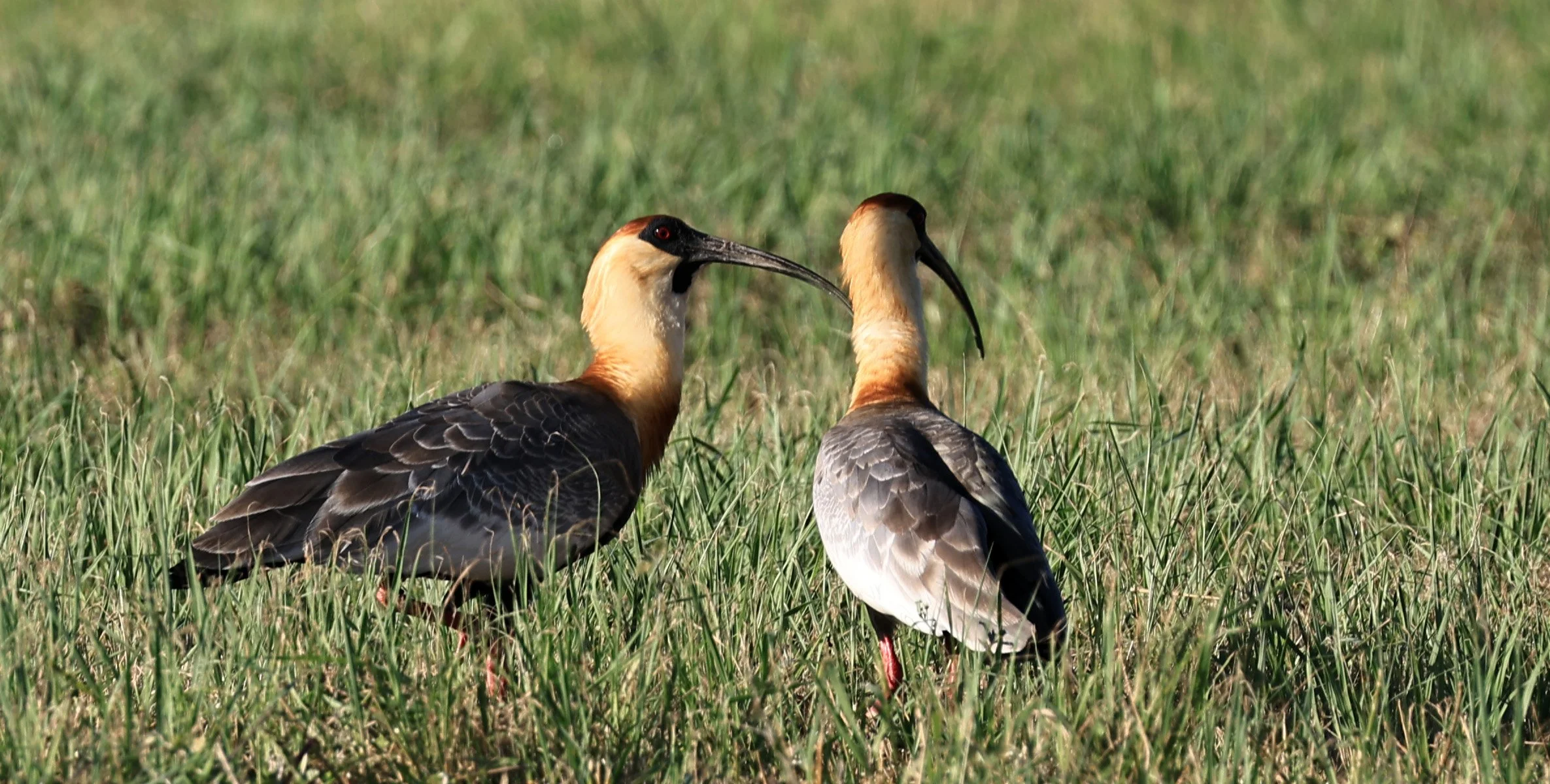 Buff-necked Ibis (Theristicus caudatus) Estancia Campo'i Paraguay (48).jpg