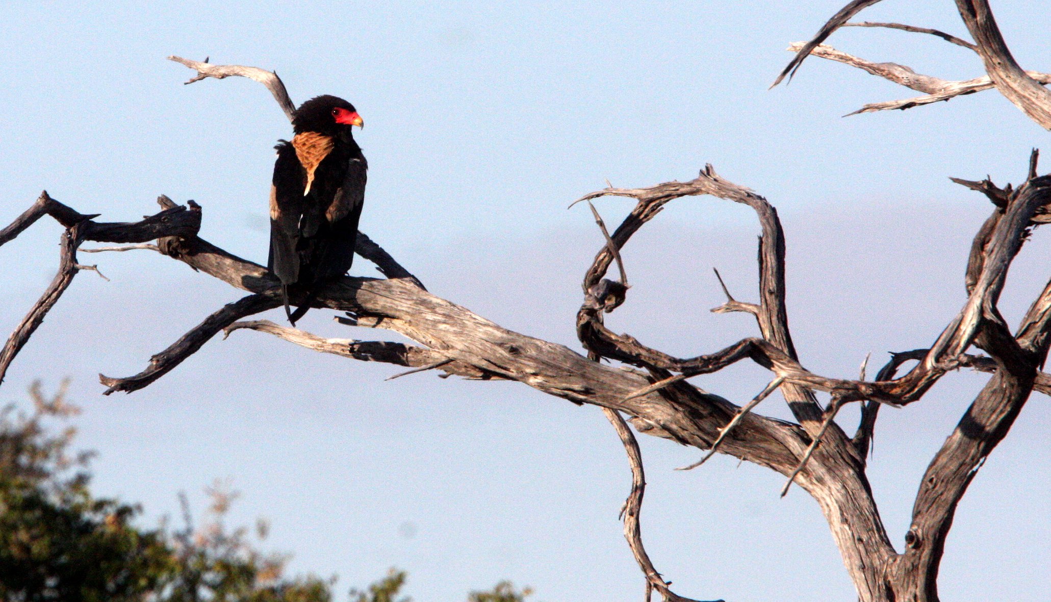 Terathopius ecaudatus - BATELEUR - KHWAI CAMP OKAVANGO BOTSWANA (7).JPG