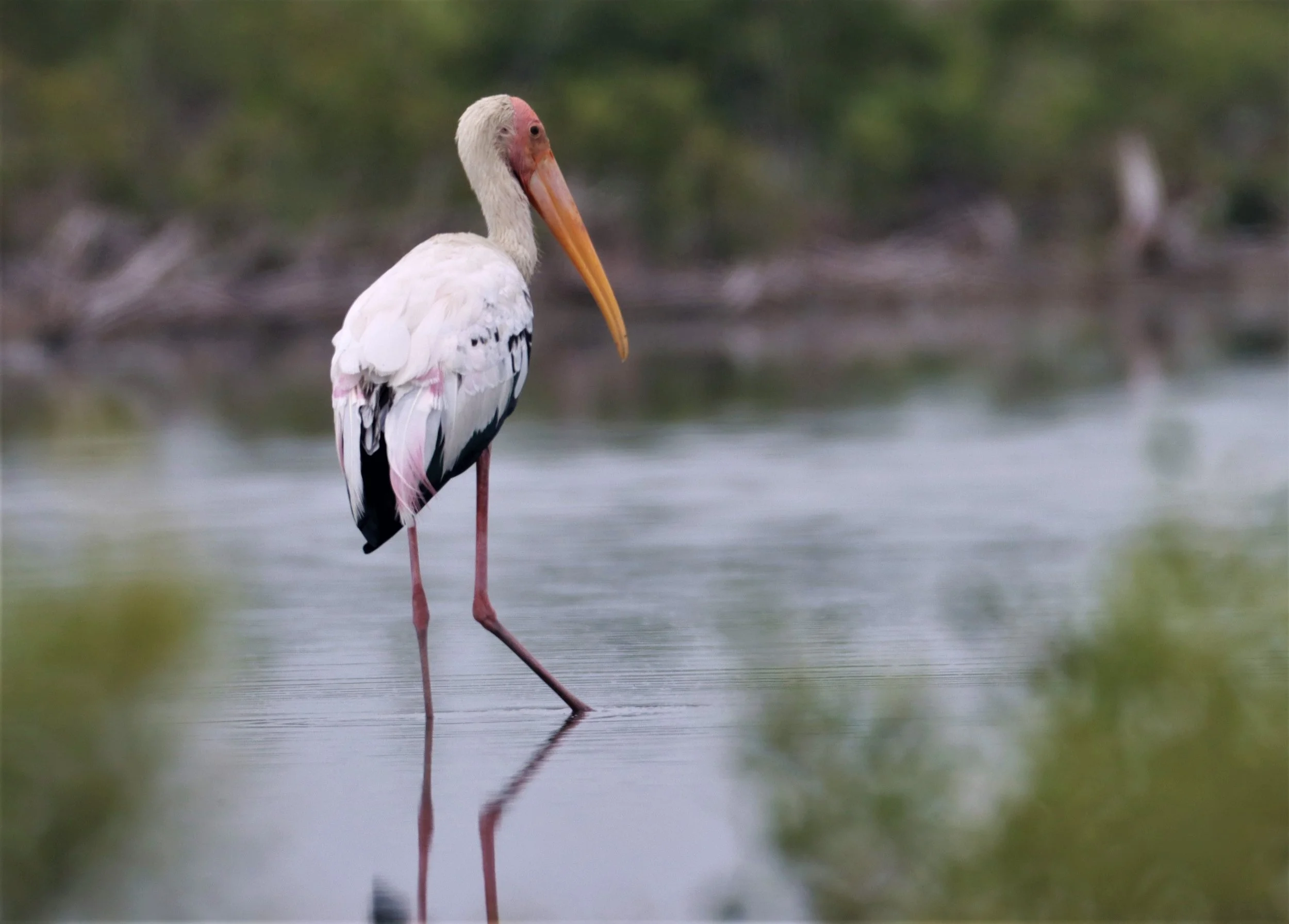 STORK - MILKY STORK HYBRID WITH PAINTED STORK - Milky X Painted (Mycteria cinerea X leucocephala) - KHLONG TAMRU CHONBURI (29).jpg