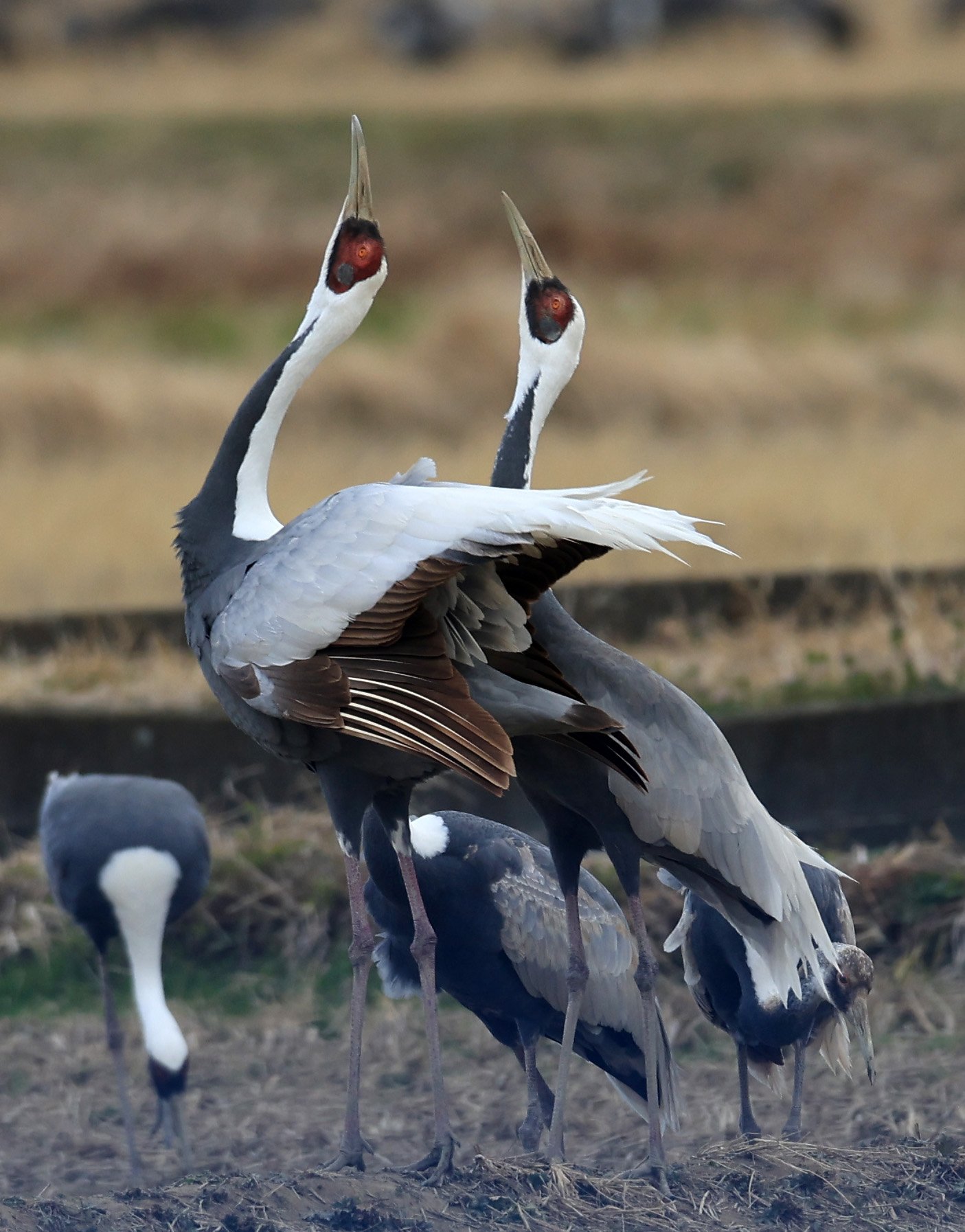 White-naped Crane (Antigone vipio) Izumi Crane Park & Center, Izumi Kagoshima Kyushu Japan (281).jpg