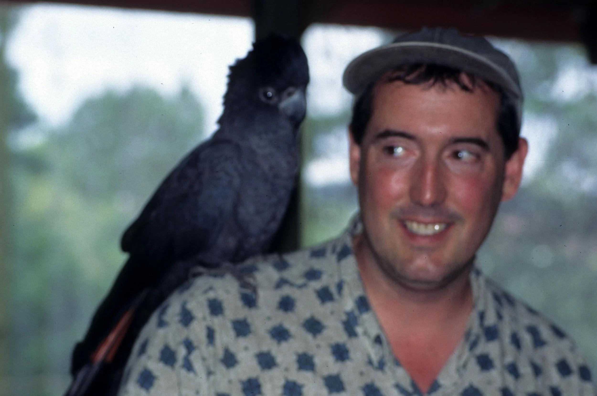 BIRD - COCKATOO - RED-TAILED BLACK COCKATOO - DAINTREE RAINFOREST.jpg