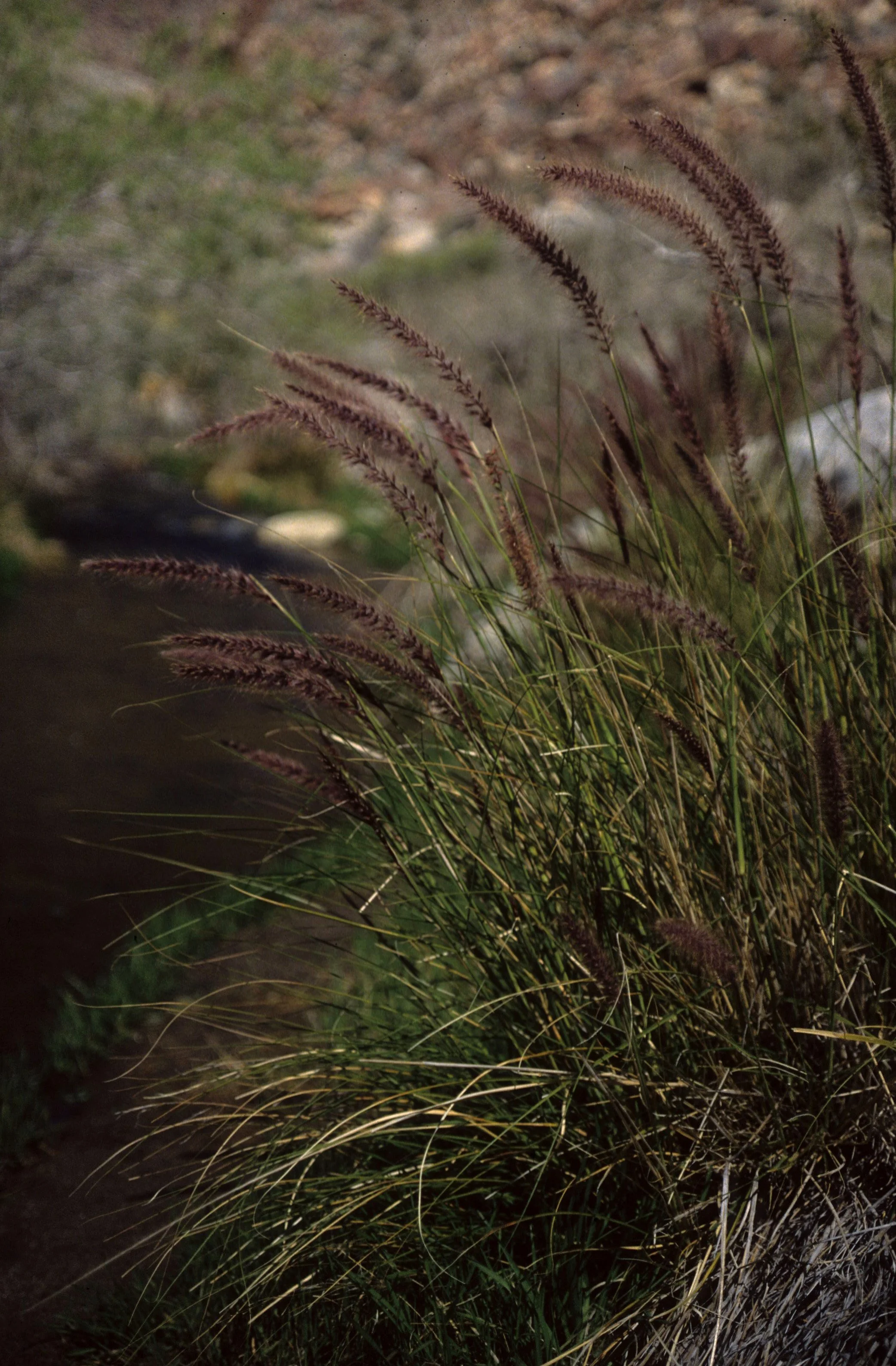 ANZA BORREGO - GRASSES.jpg
