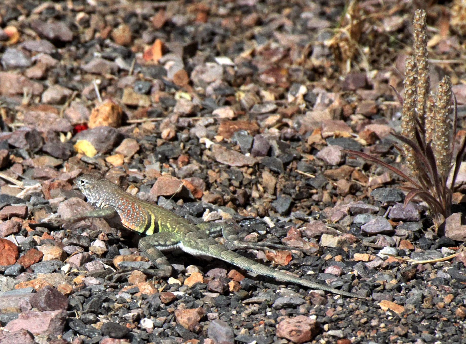 REPTILE - LIZARD - COPHOSAURUS TEXANUS - GREATER EARLESS LIZARD - DRIPPING SPRING NEW MEXICO (4).JPG