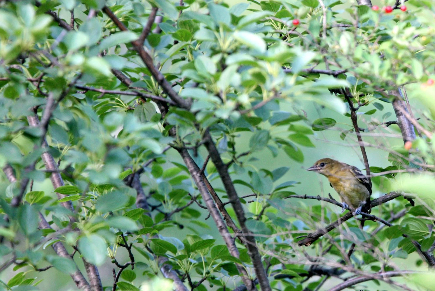 Baltimore Oriole (Icterus galbula) McKee Marsh Illinois (2).JPG