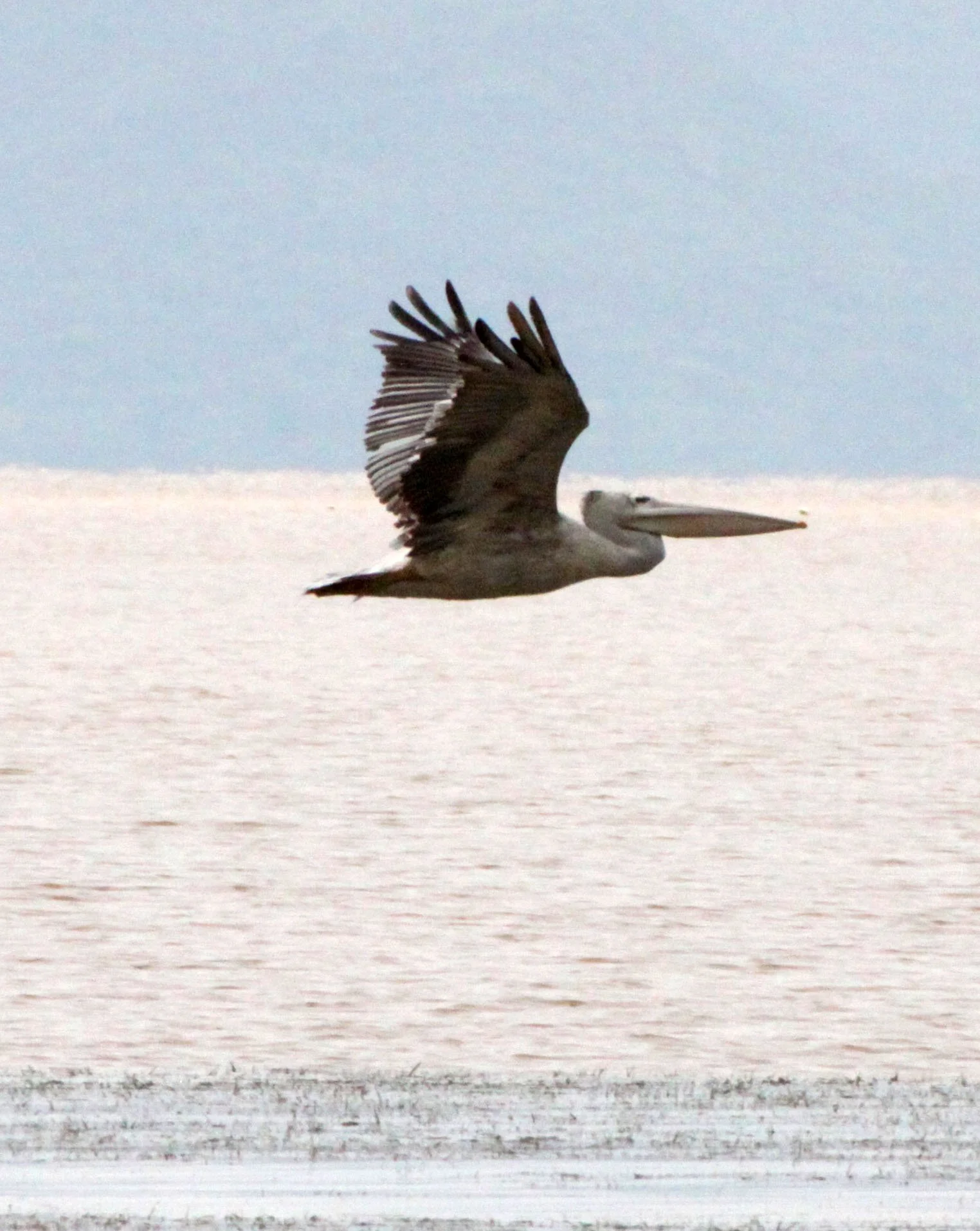 Pelecanus rufescens - PINK-BACKED PELICAN - LANGANO LAKE ETHIOPIA (3).JPG