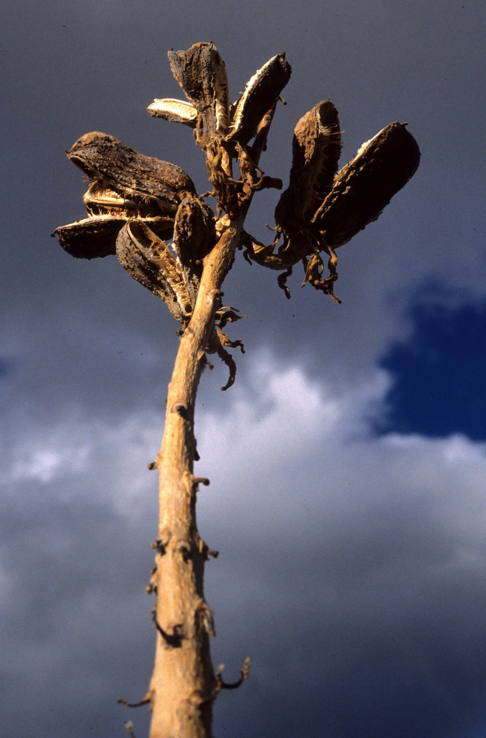 JOSHUA TREE - LILIACEAE - DESERT LILY SPECIES.jpg