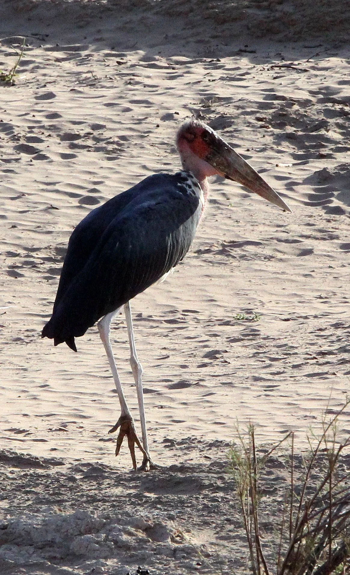 STORK - MARABOU STORK - Leptoptilos crumenifer - SAMBURU NATIONAL PARK KENYA (3).JPG
