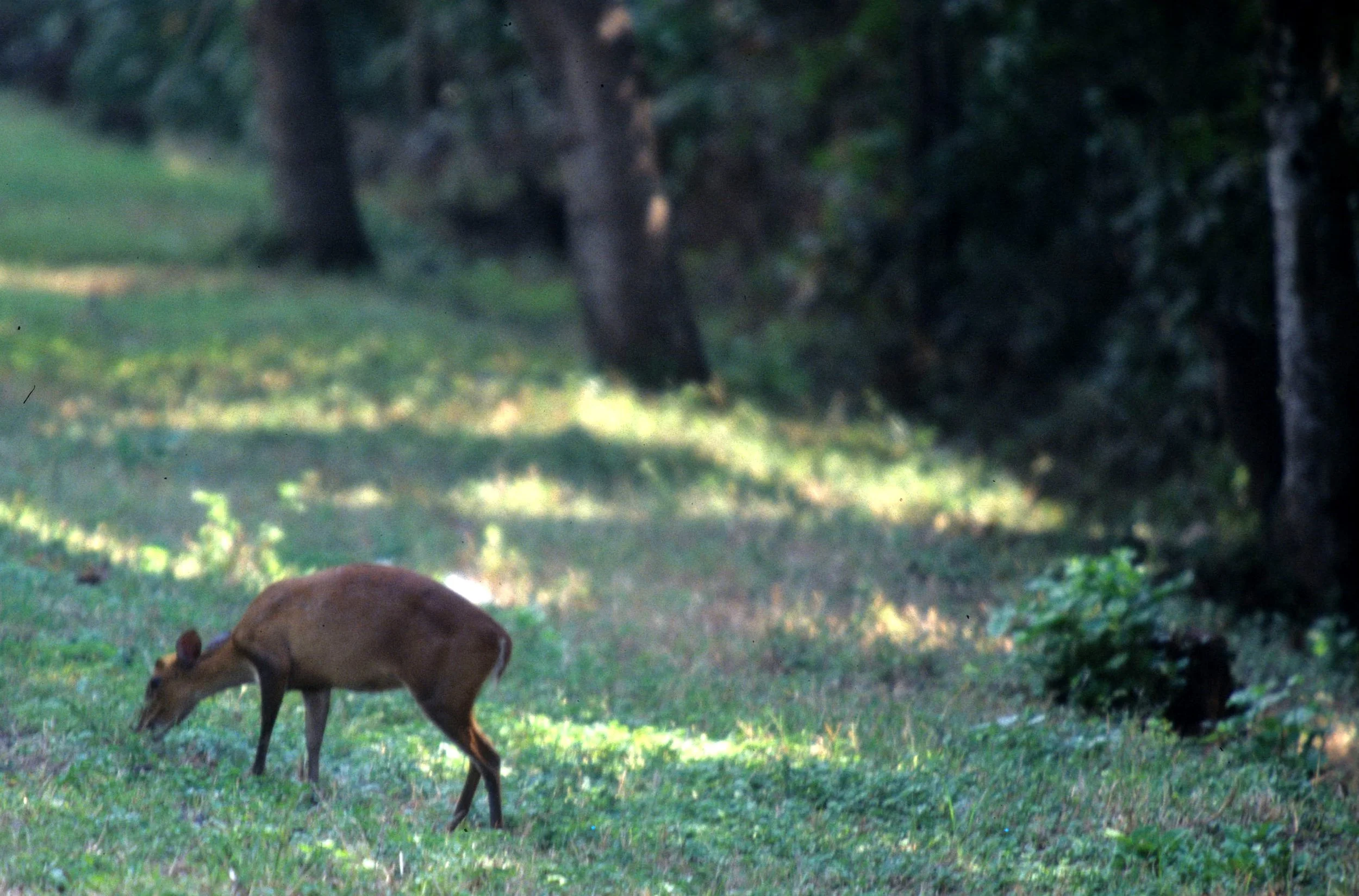 CERVID - DEER - BARKING DEER SPECIES - PERHAPS MOUSE DEER - BALI BARAT NP BALI.jpg