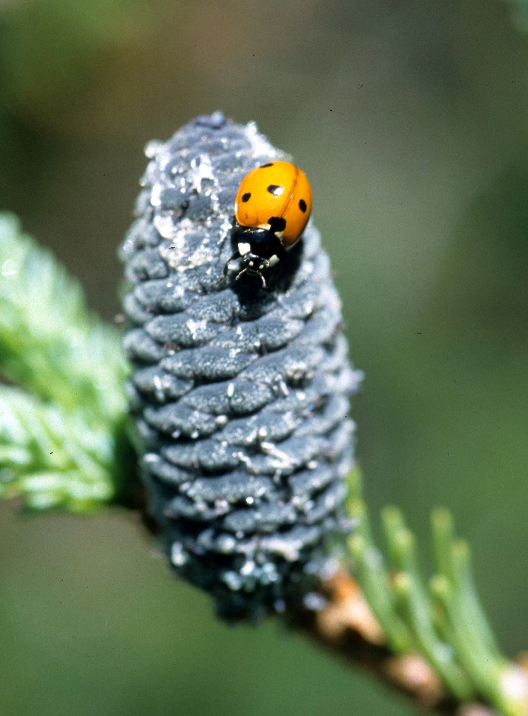INVERTS - COLEOPTERA  - COCCINELLA SPECIES.jpg