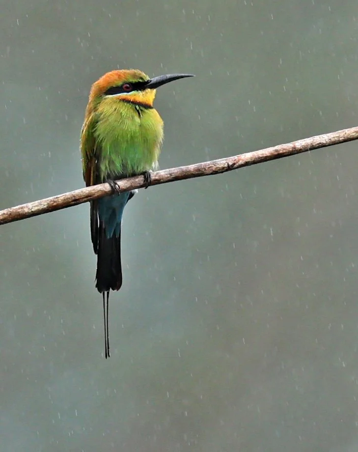 Rainbow Bee-eater (Merops ornatus) Daintree Town, Daintree River - Queensland  (16).jpg