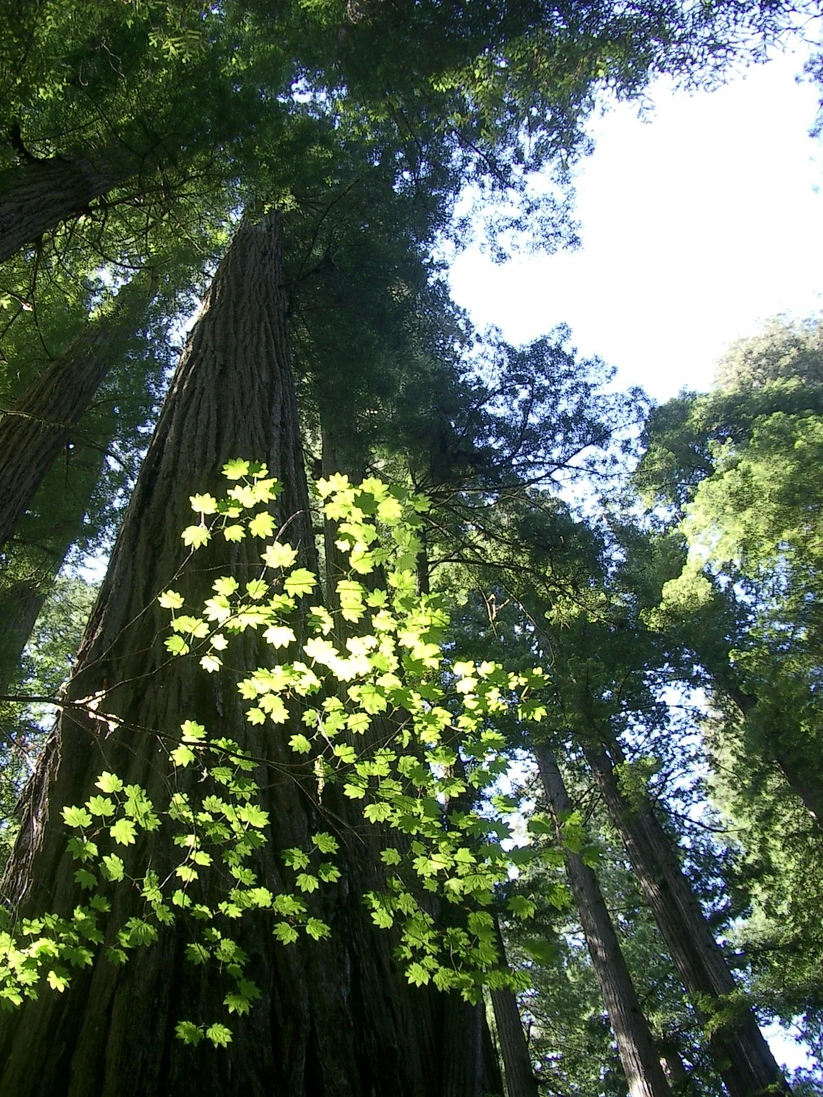 2004-6-12 LARRY AND KATRIS WEDDING IN EUREKA CALIFORNIA (112).JPG